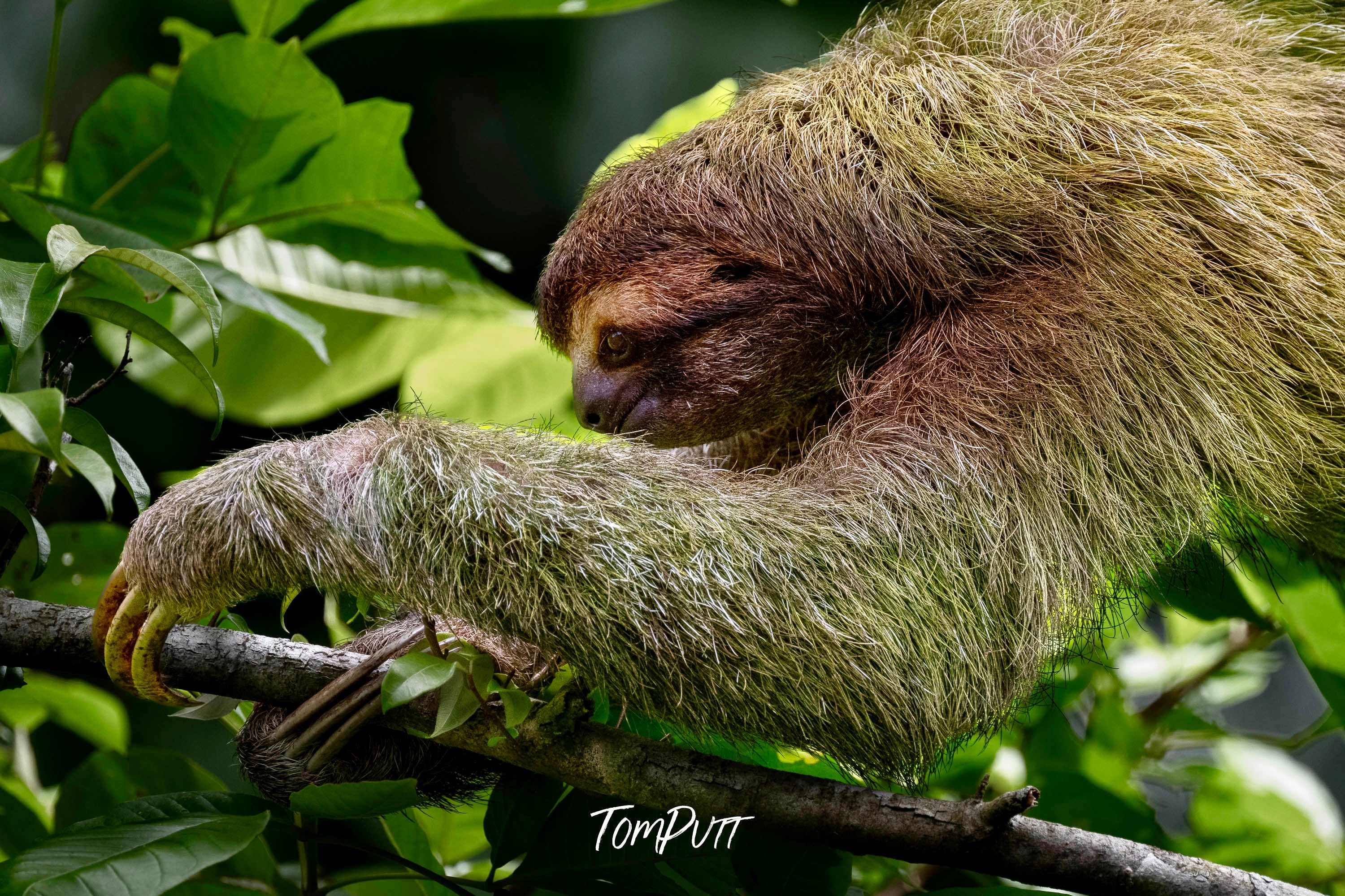 Three-toed Sloth #5, Costa Rica