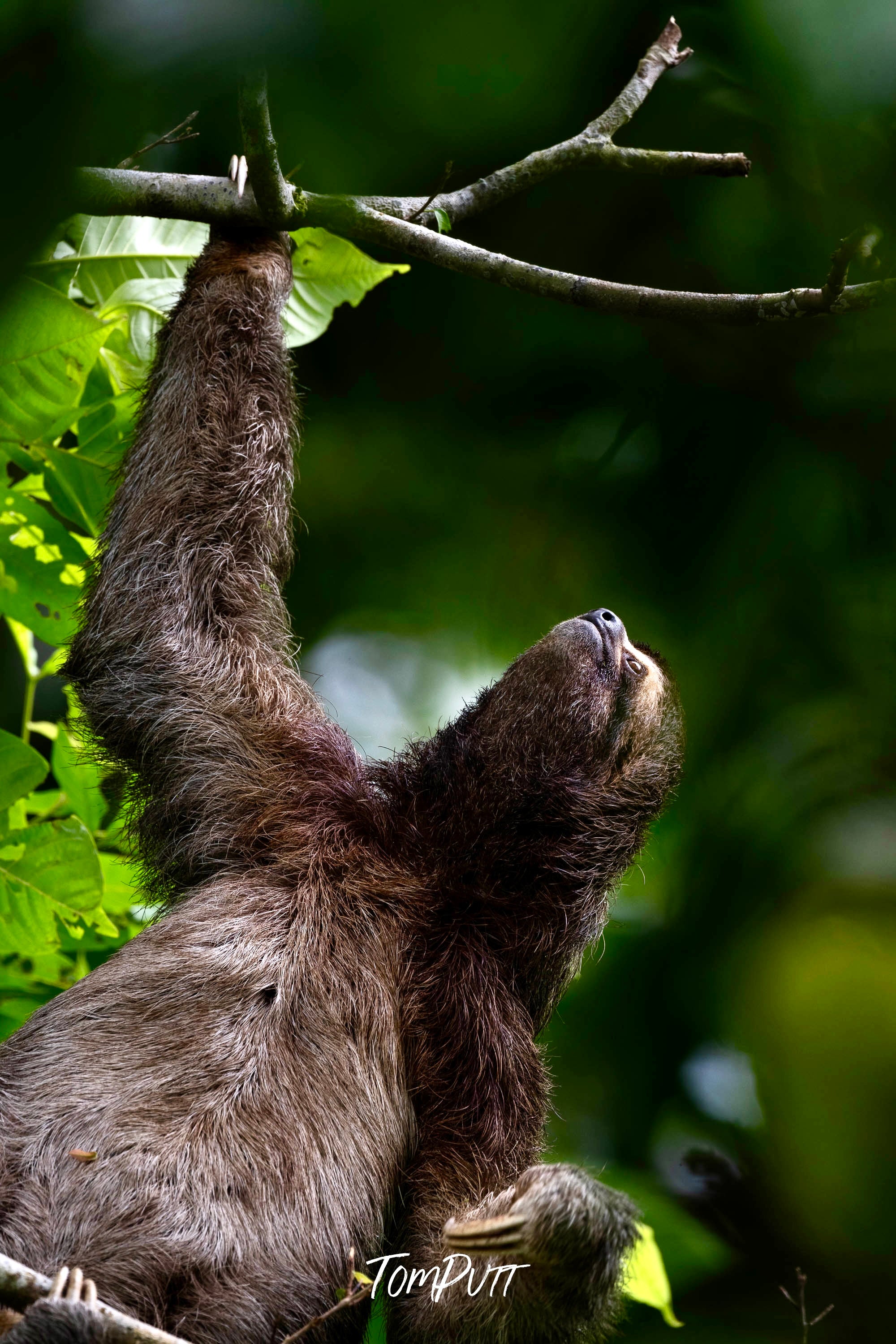 Three-toed Sloth #6, Costa Rica