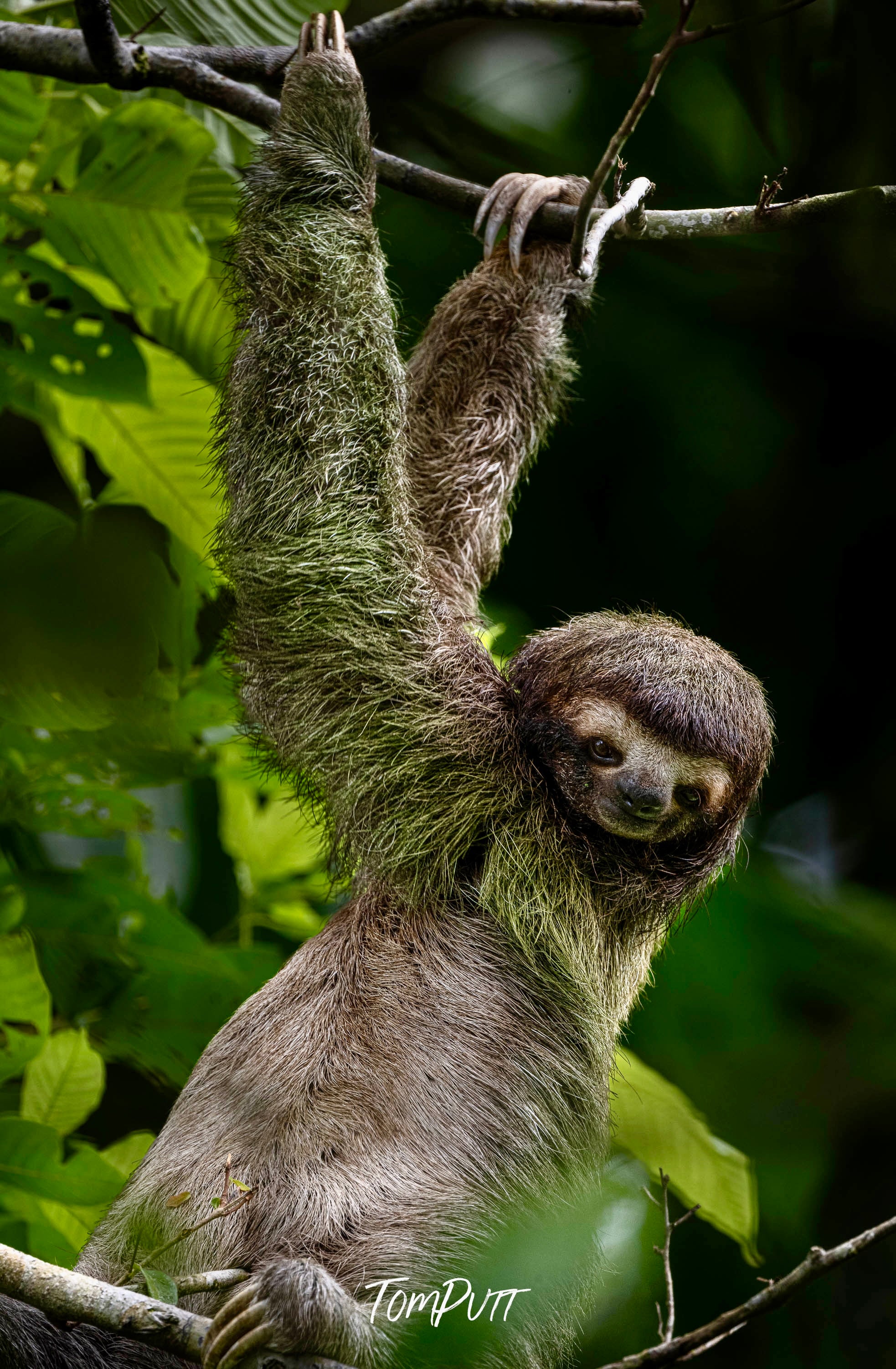 Three-toed Sloth #7, Costa Rica