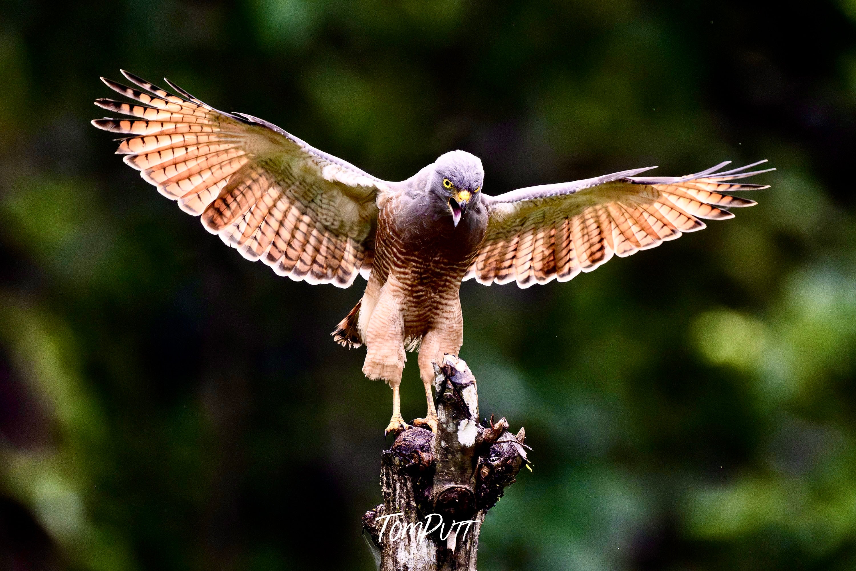 Roadside Hawk, Costa Rica