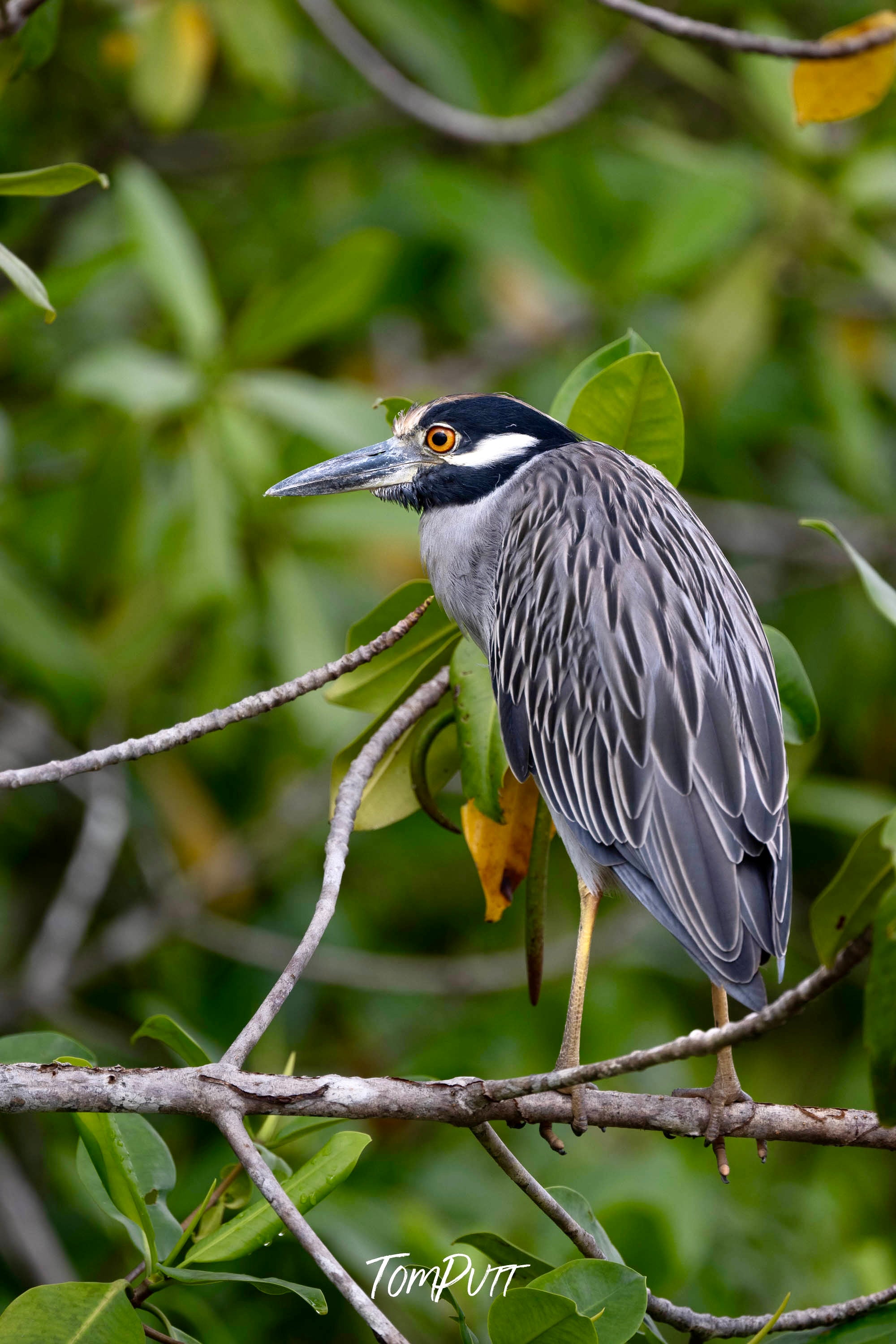 Yellow-naped Heron #2, Costa Rica