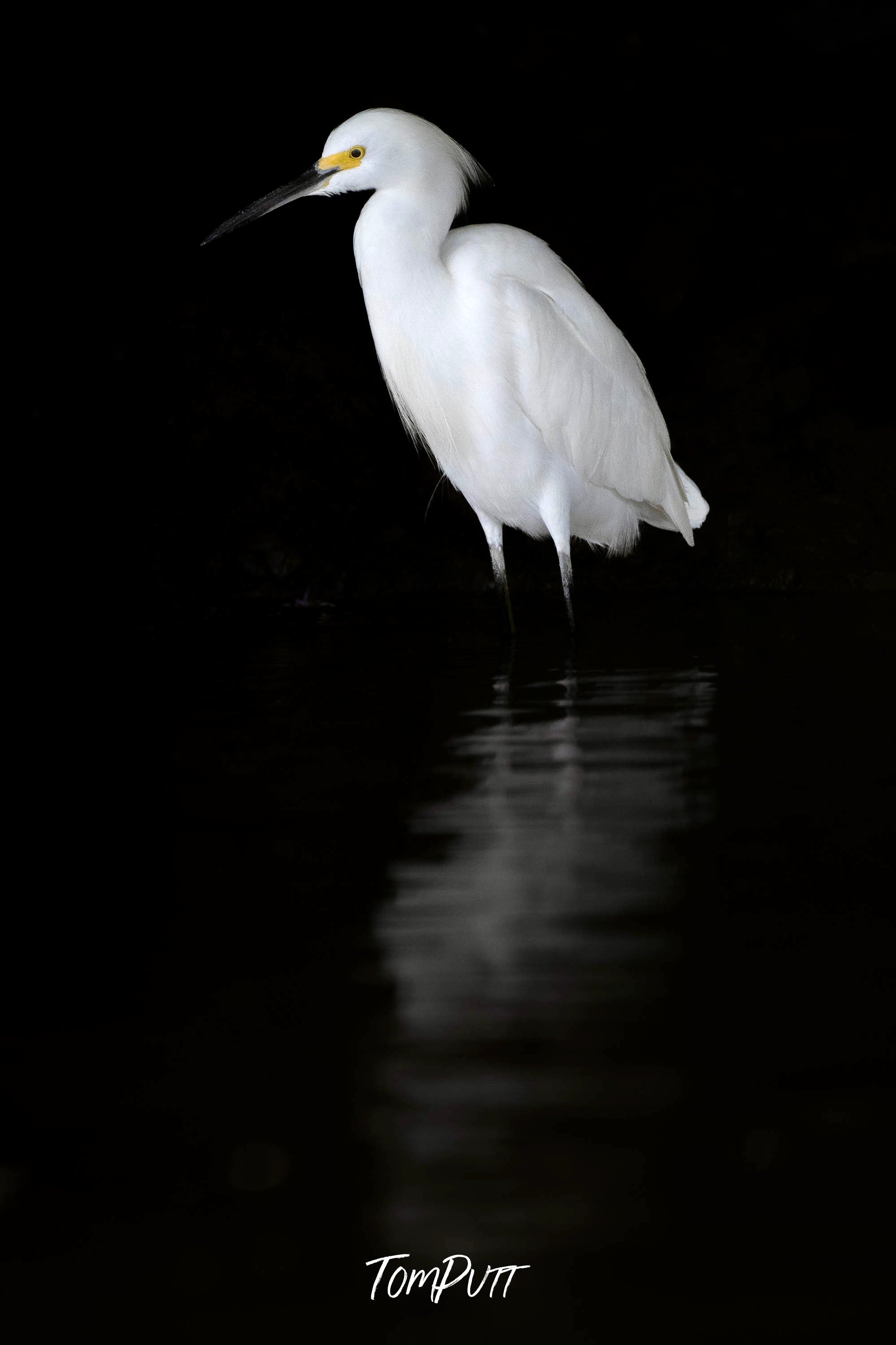 Snowy Egret, Costa Rica