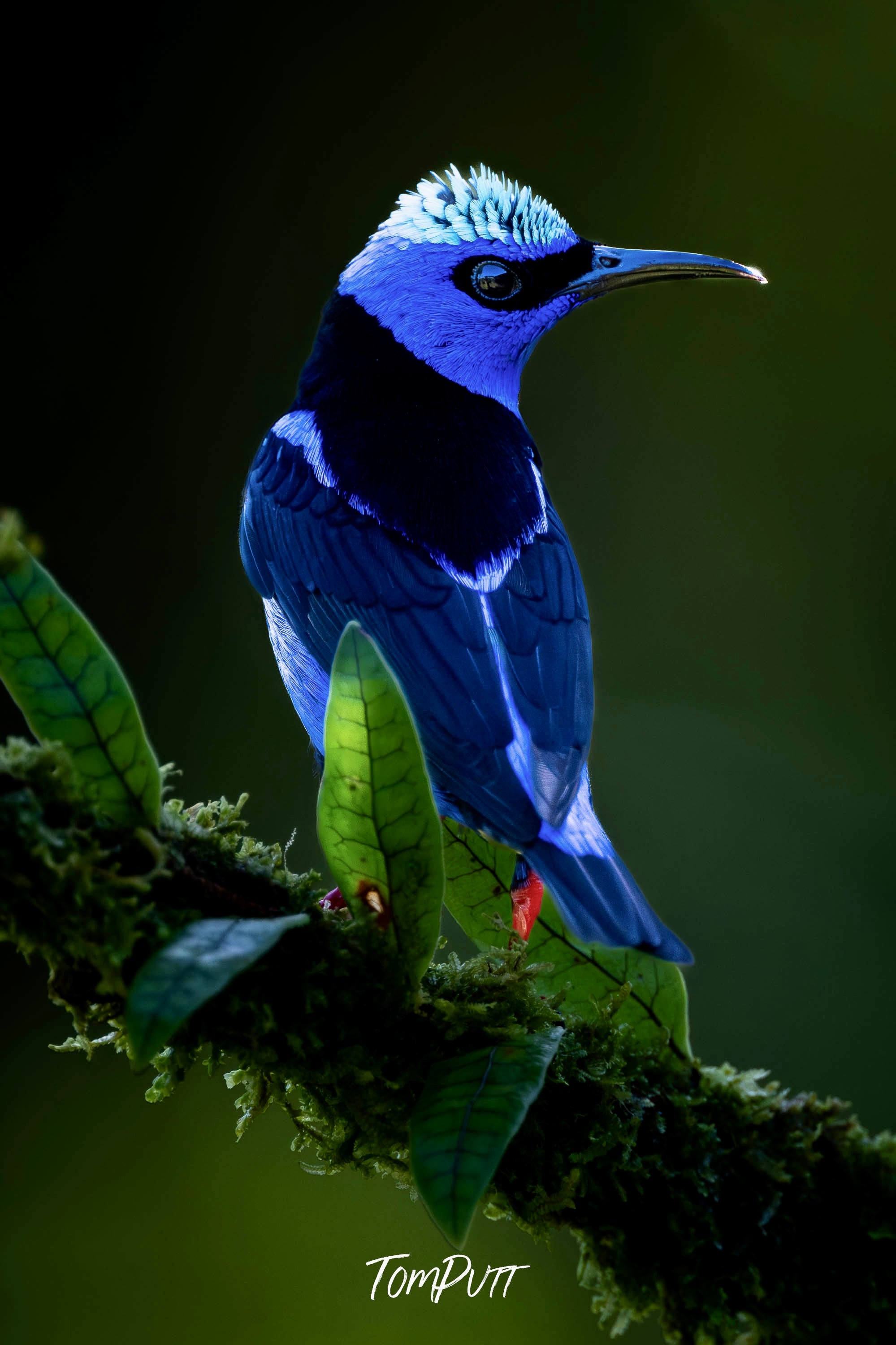 Red-legged Honeycreeper #2, Costa Rica