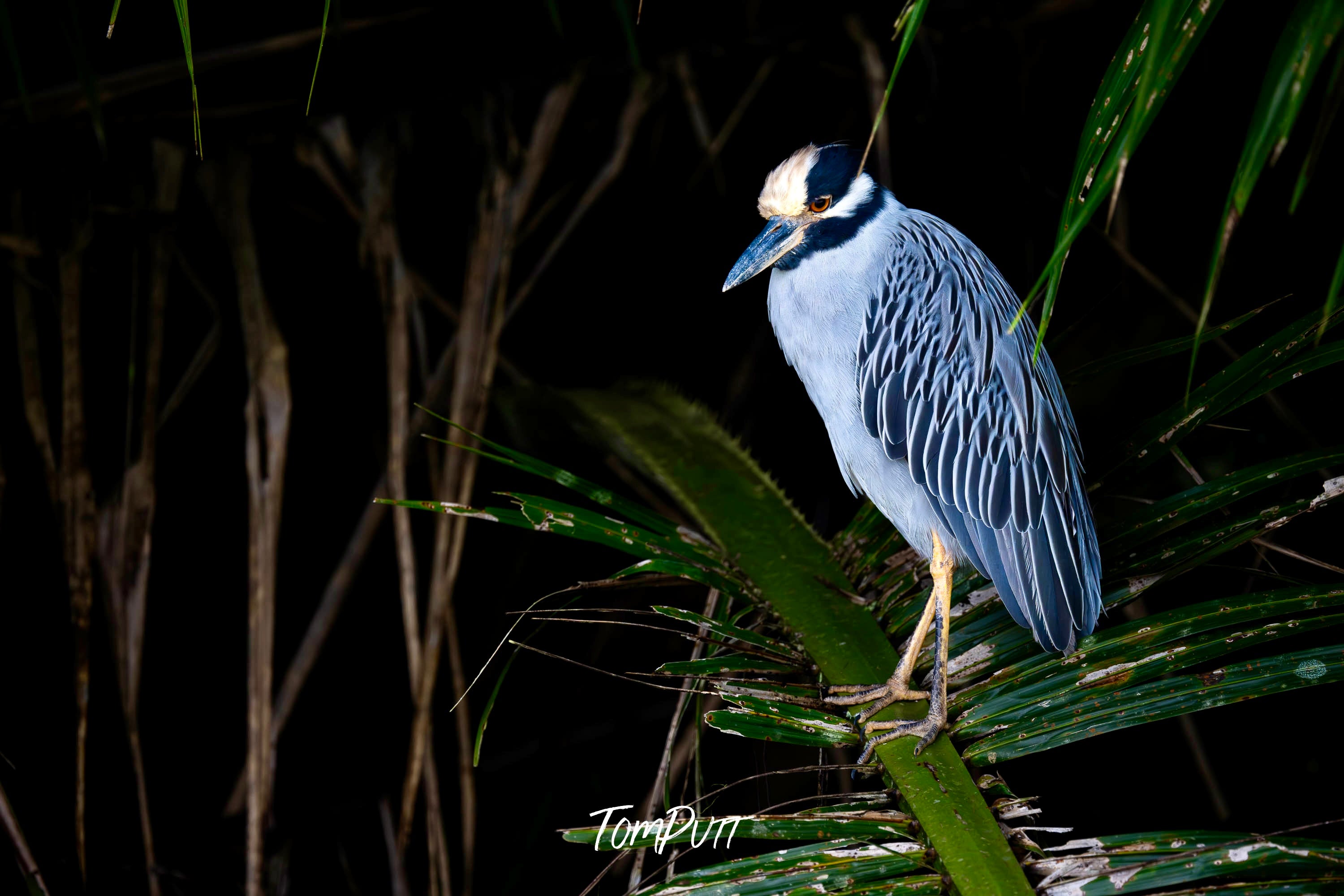 Yellow-naped Heron, Costa Rica