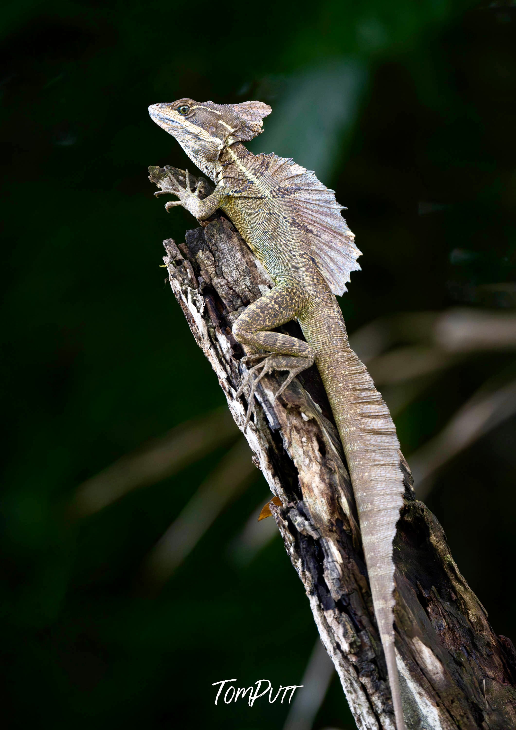 Basalick Lizard, Costa Rica