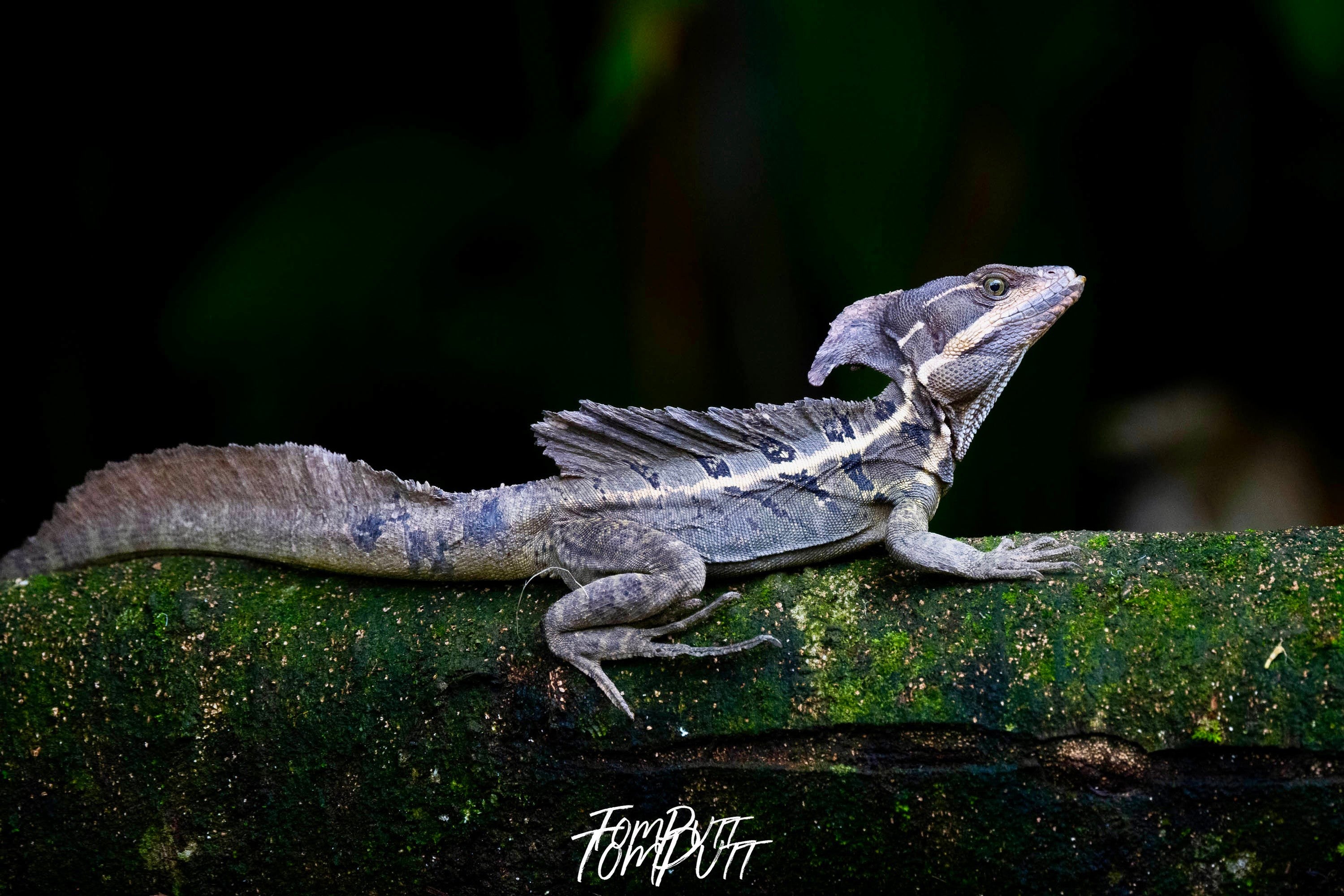 Basalick Lizard #2, Costa Rica