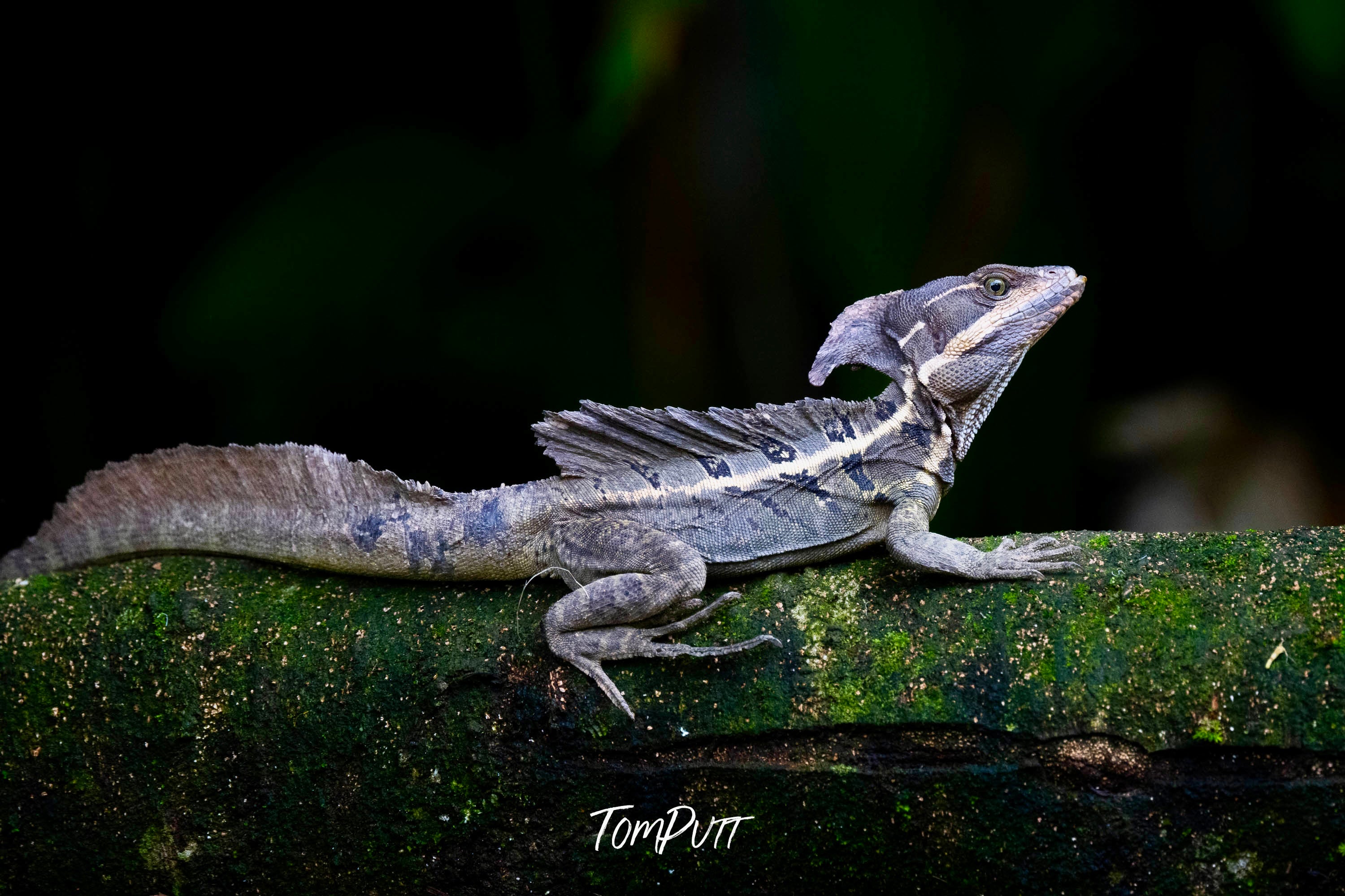 Basalick Lizard #2, Costa Rica