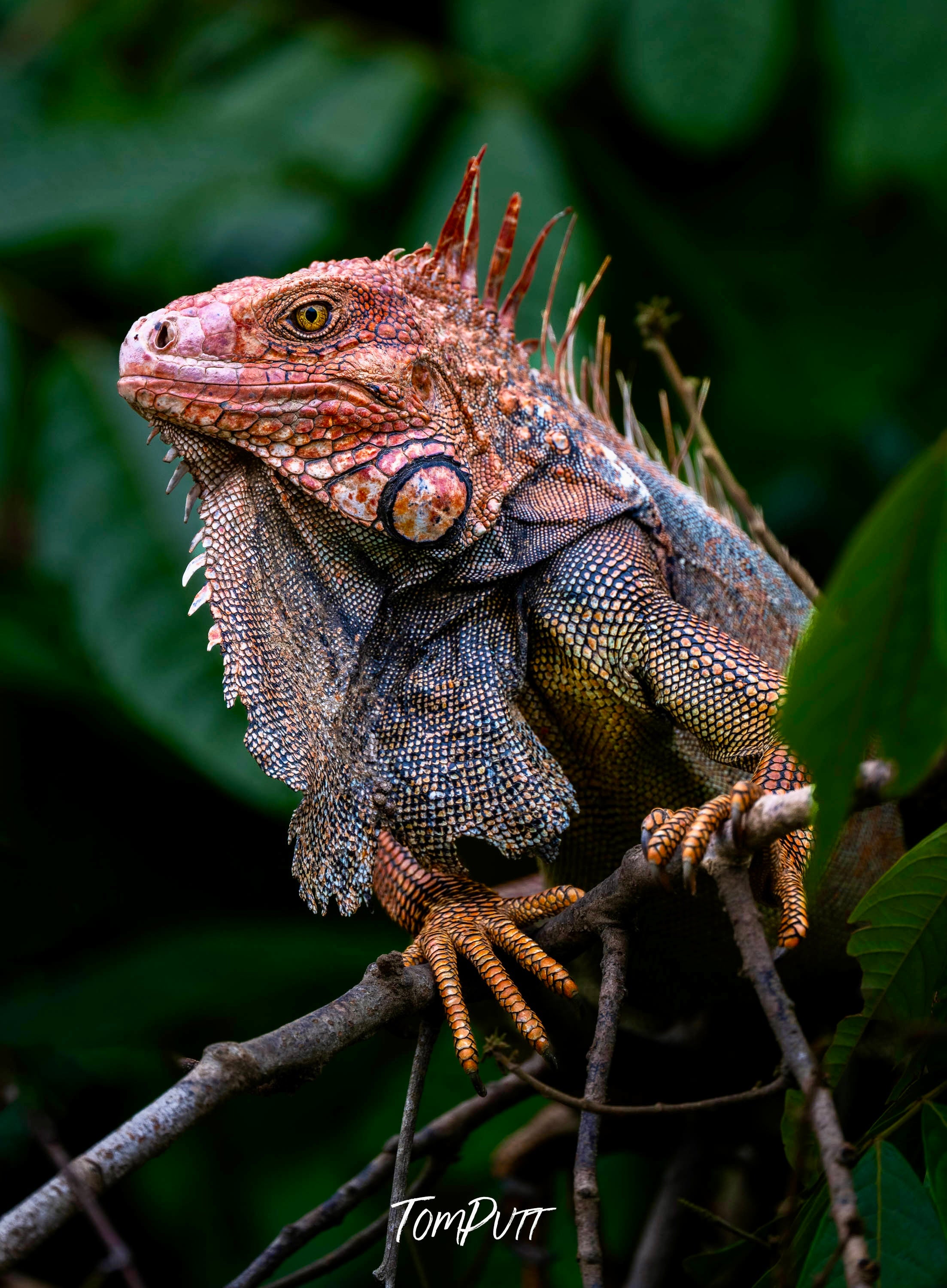 Red Iguana, Costa Rica