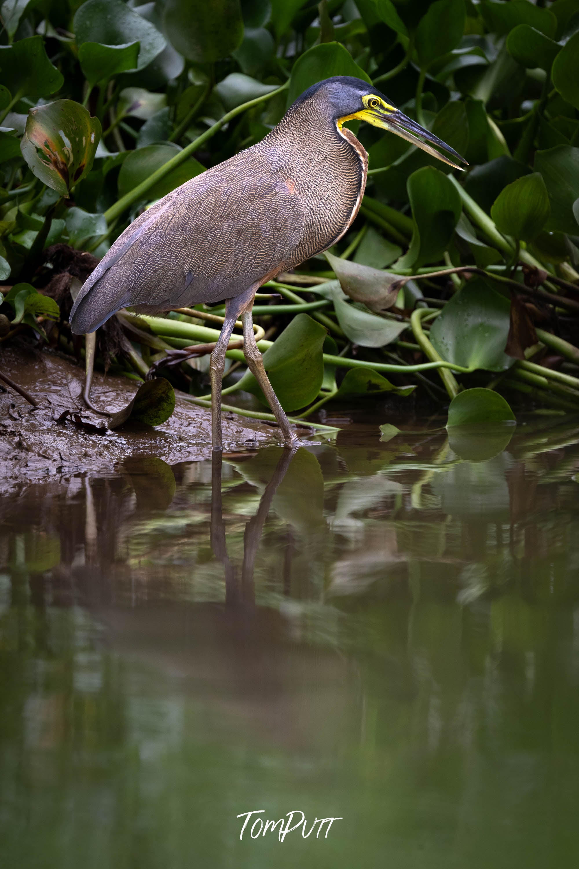 Bare-throated Tiger Heron, Costa Rica