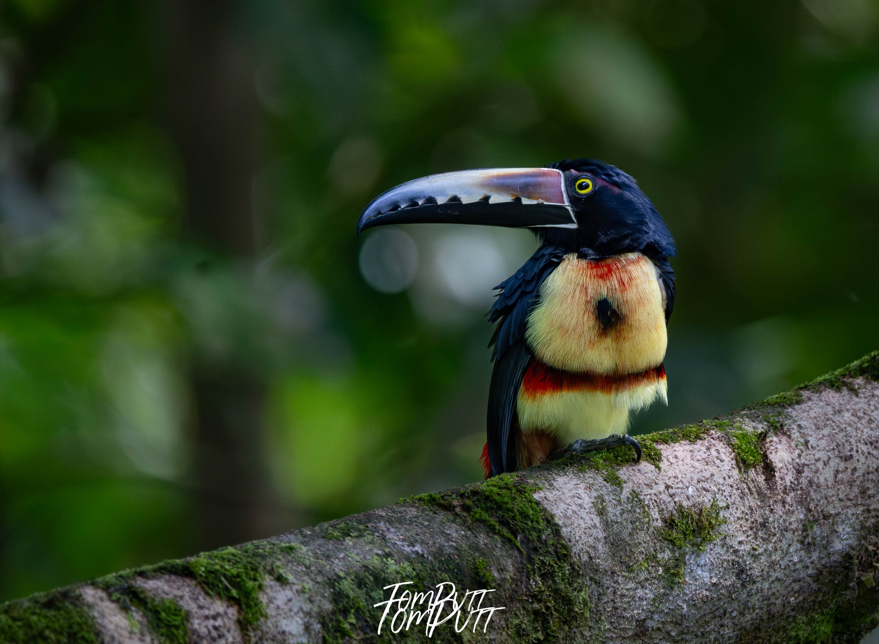 Collared Aracari, Costa Rica