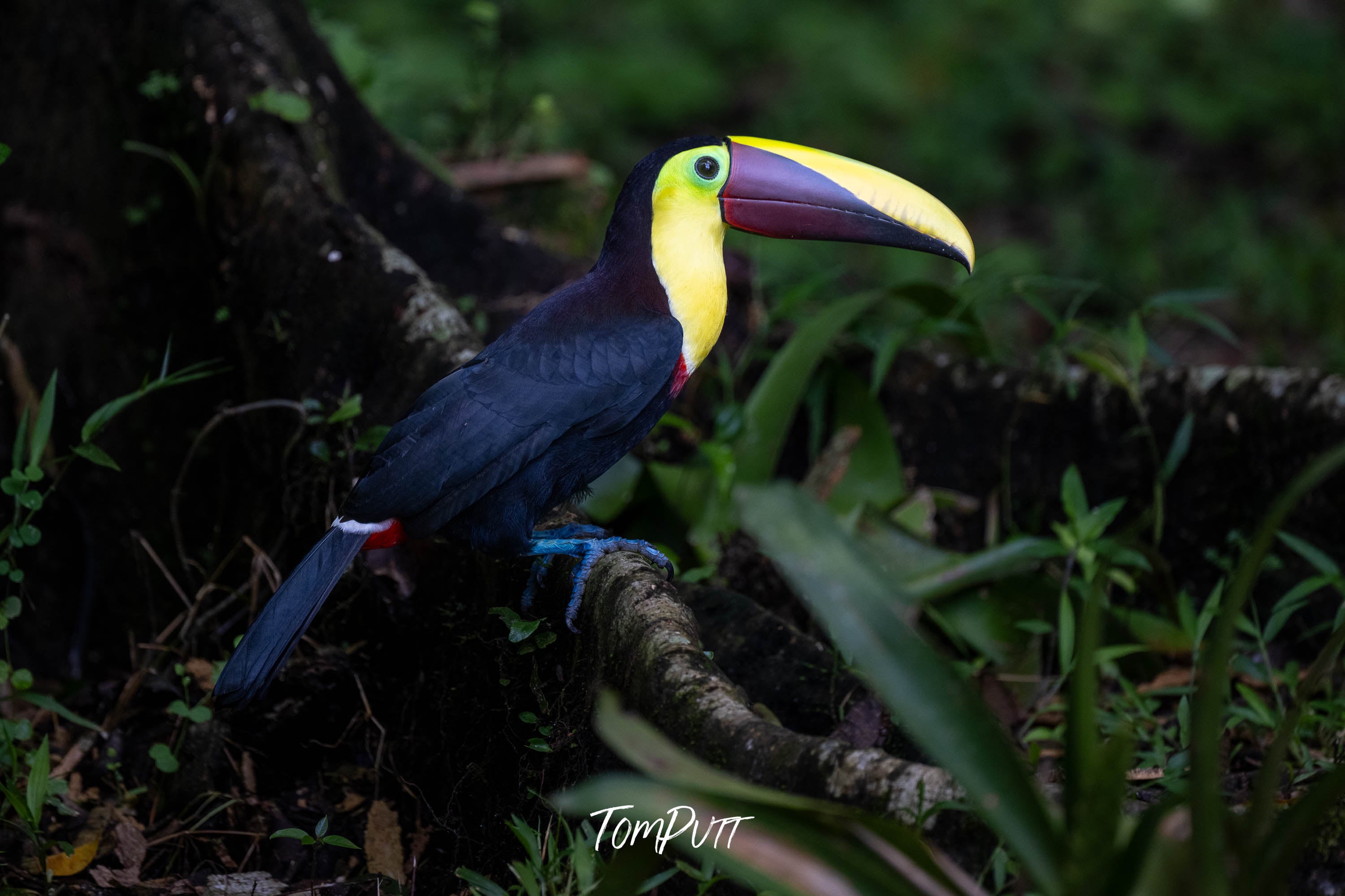 Yellow-throated Toucan, Costa Rica