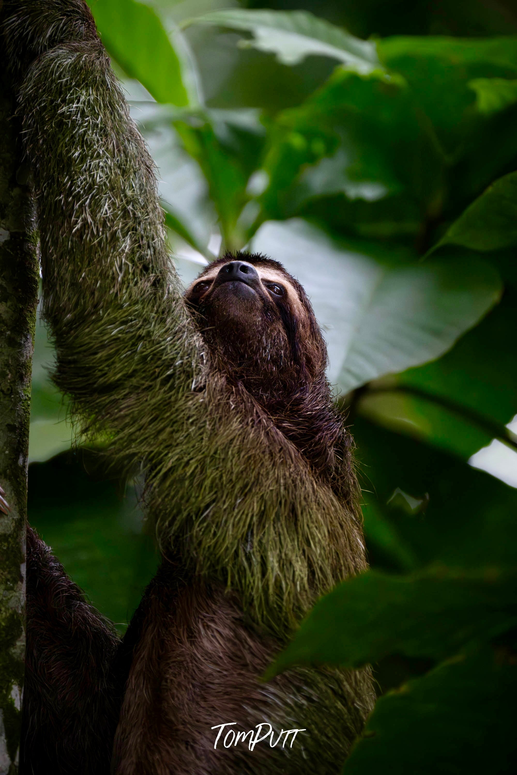 Three-toed Sloth #8, Costa Rica