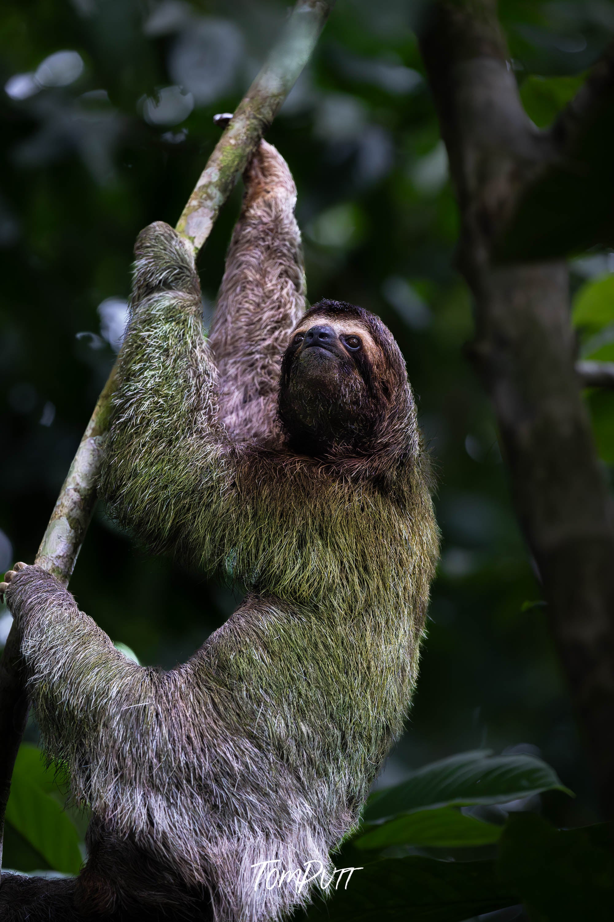 Three-toed Sloth #9, Costa Rica