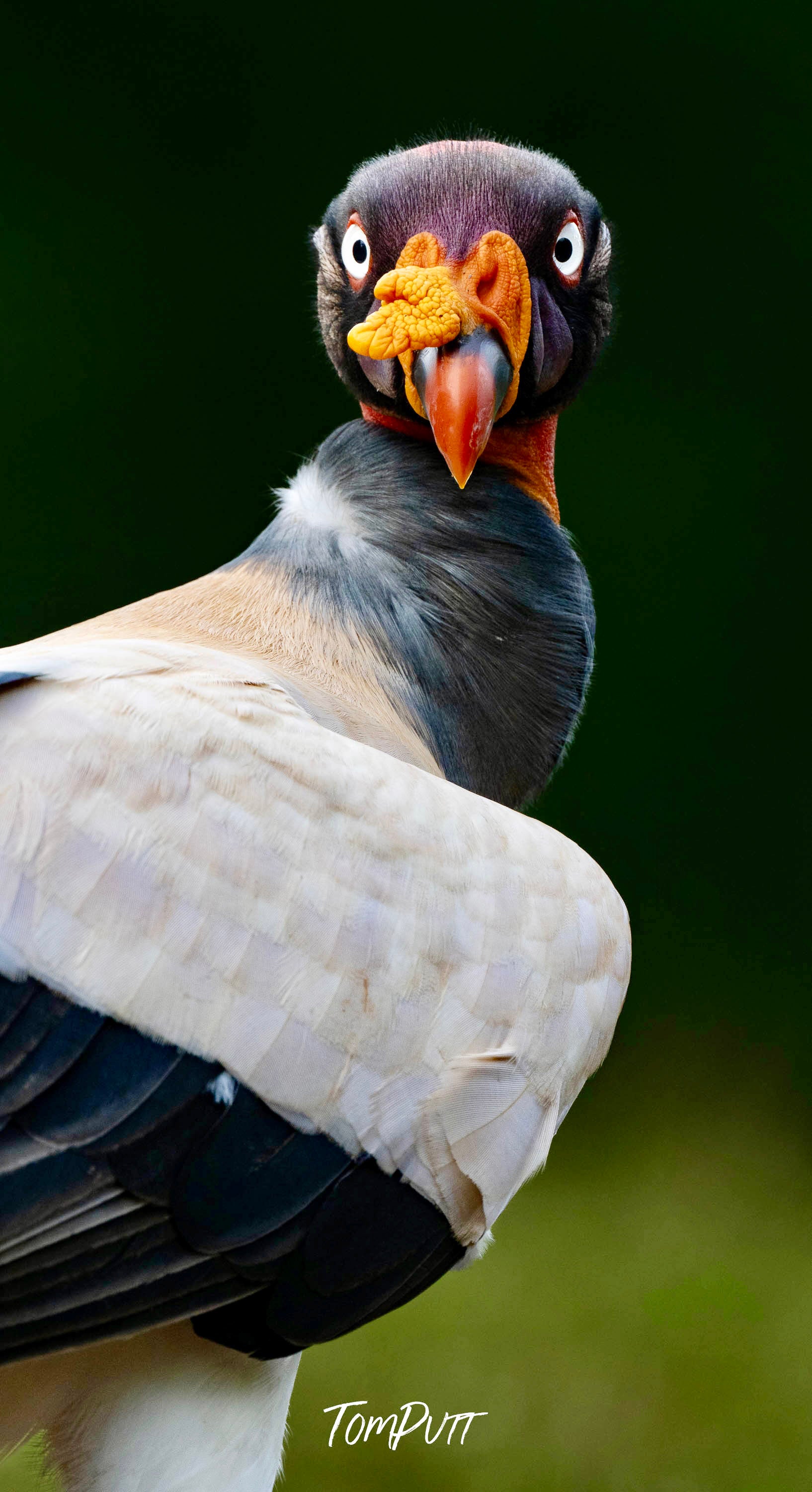 King Vulture #3, Costa Rica