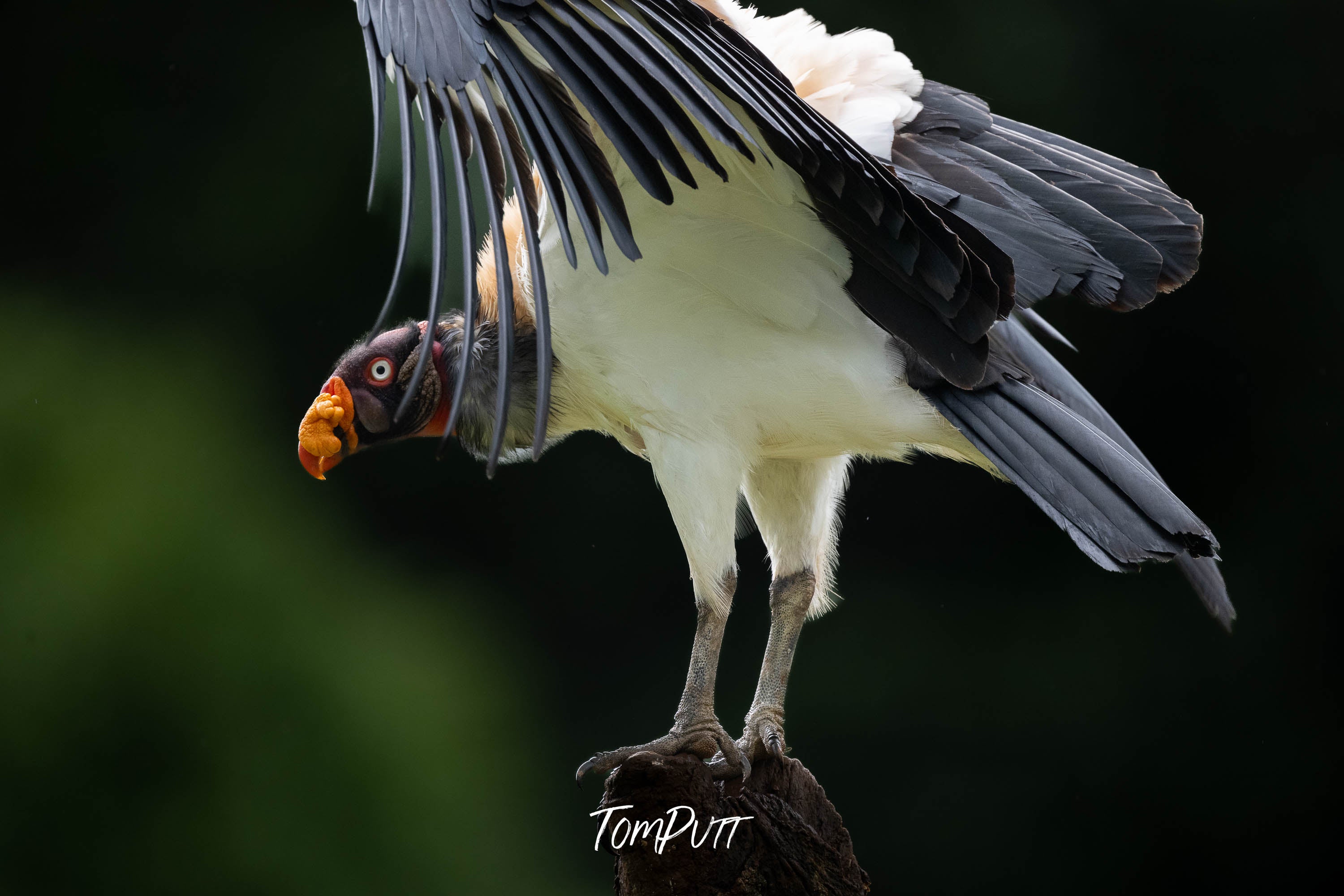 King Vulture, Costa Rica