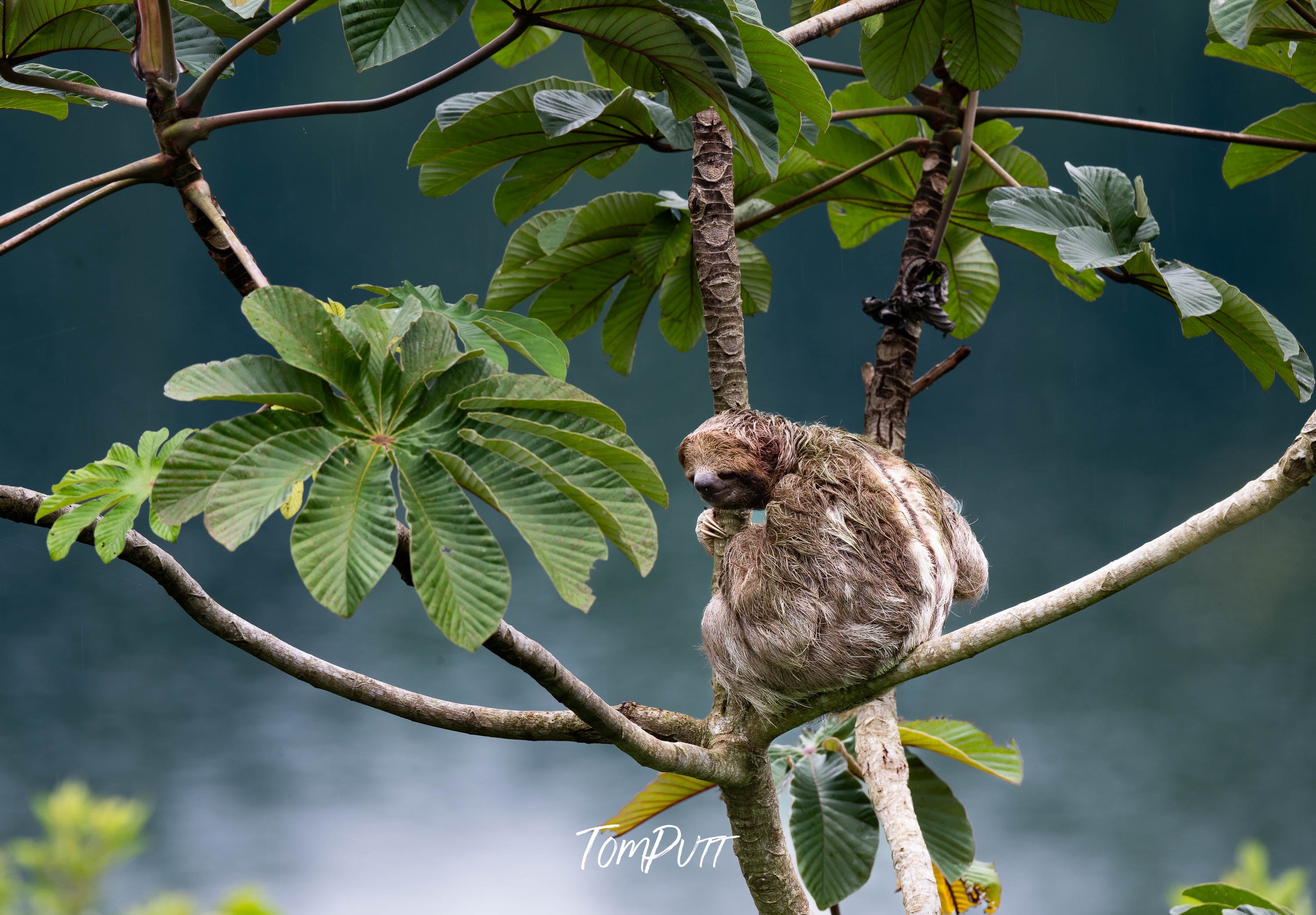 Three-toed Sloth #10, Costa Rica