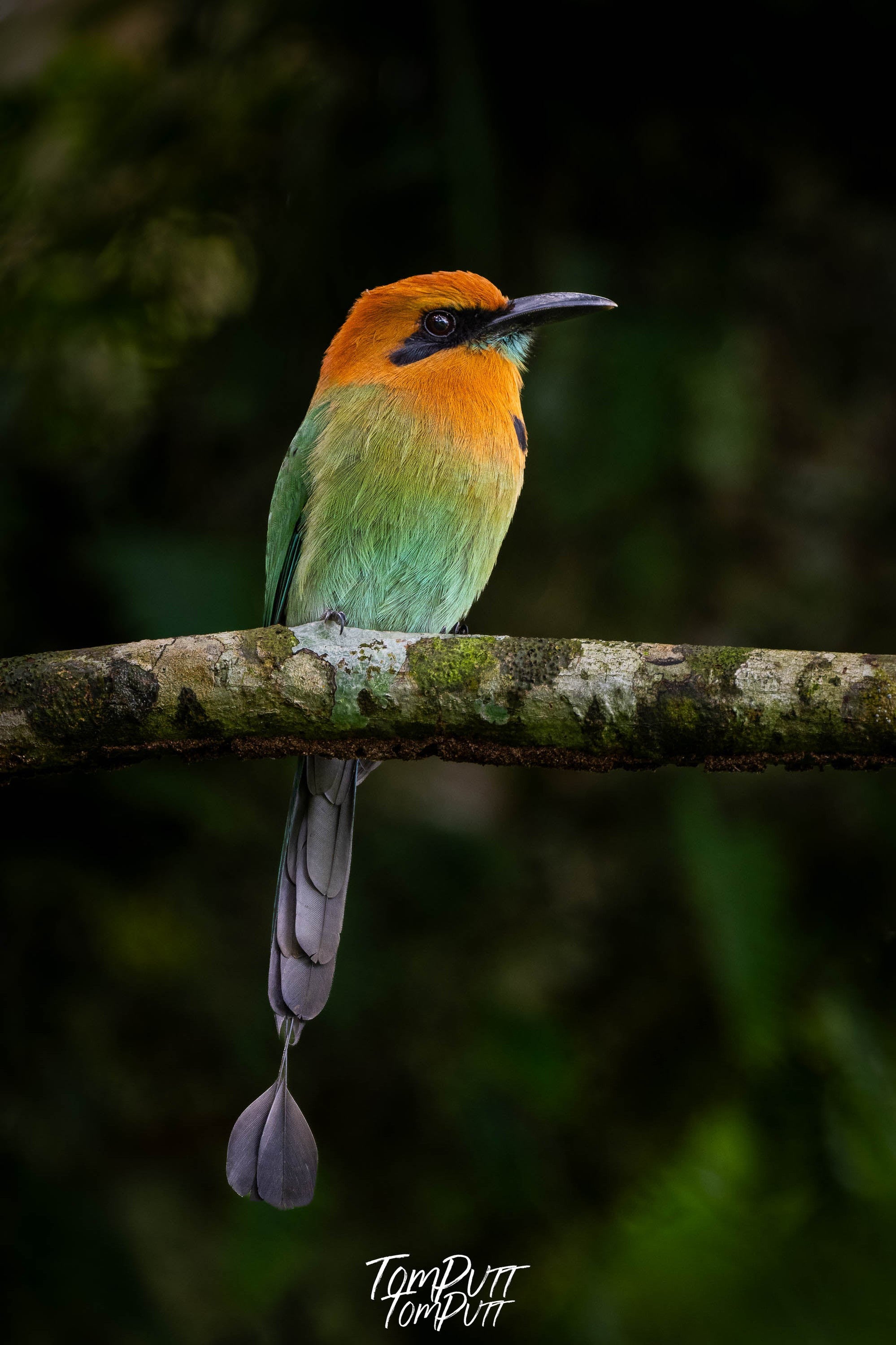 Broad-billed Motmot, Costa Rica