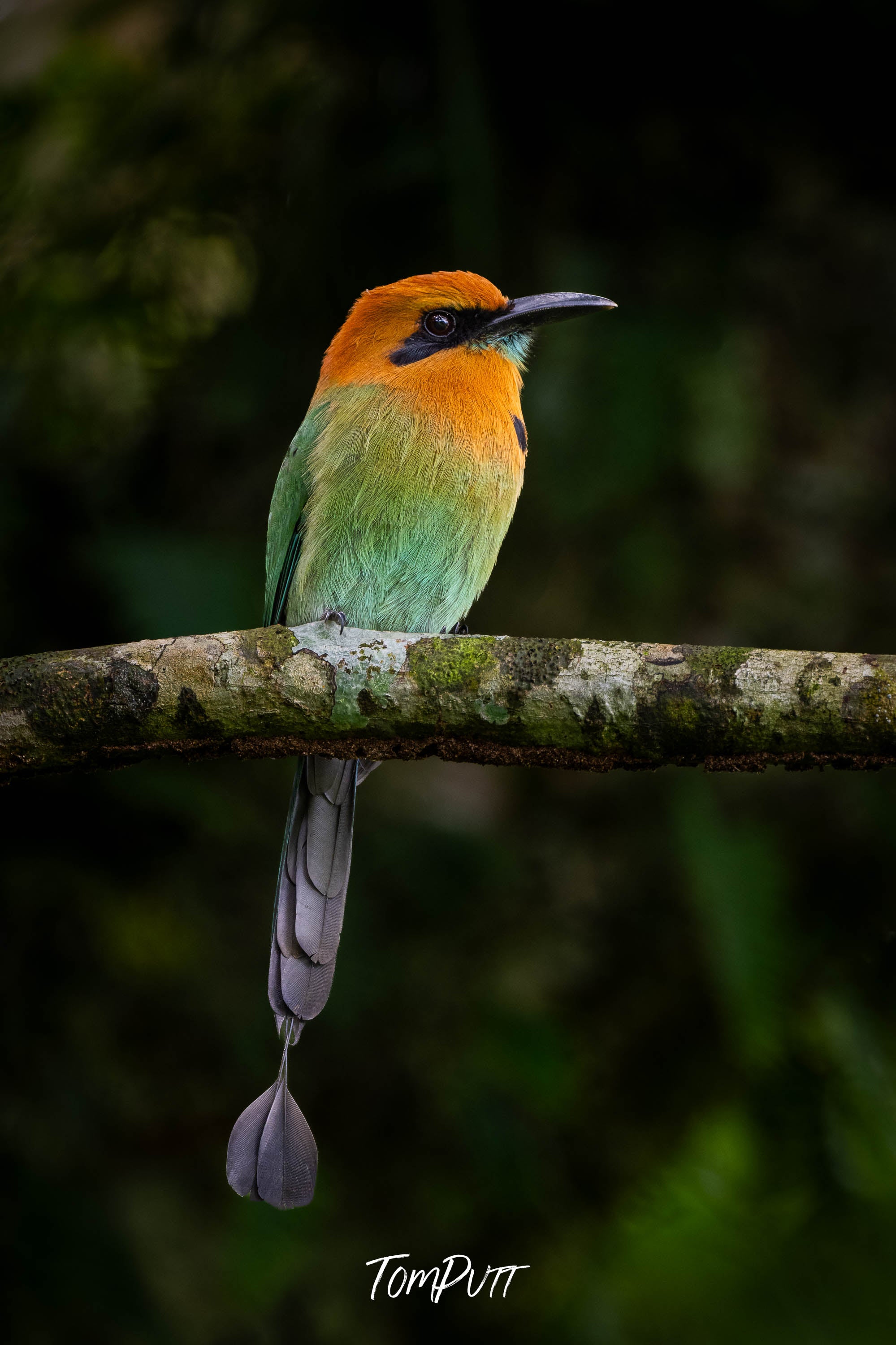 Broad-billed Motmot, Costa Rica