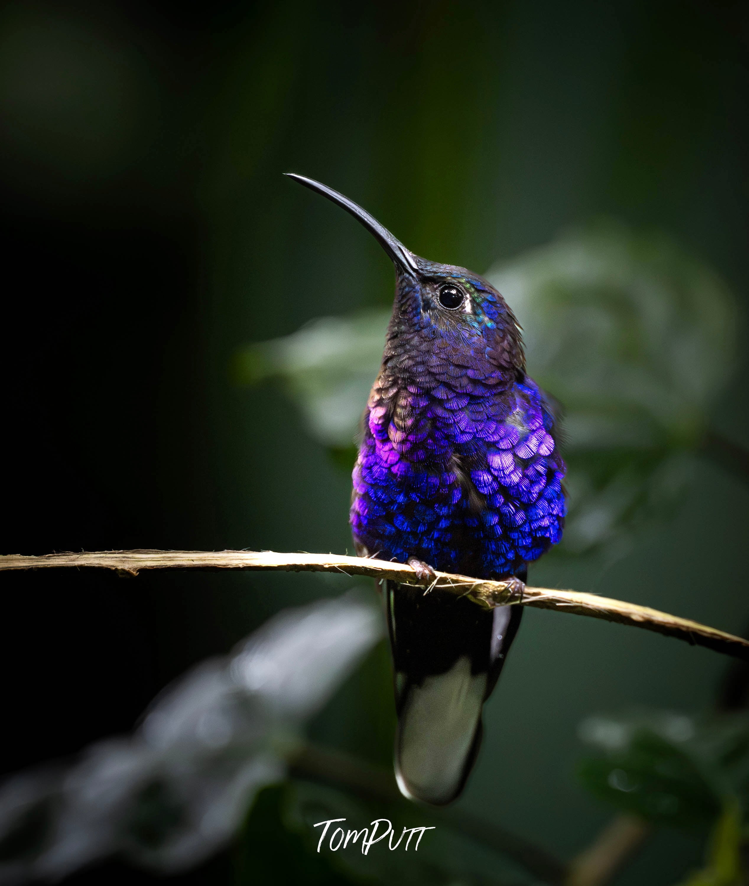 Violet Sabrewing, Costa Rica