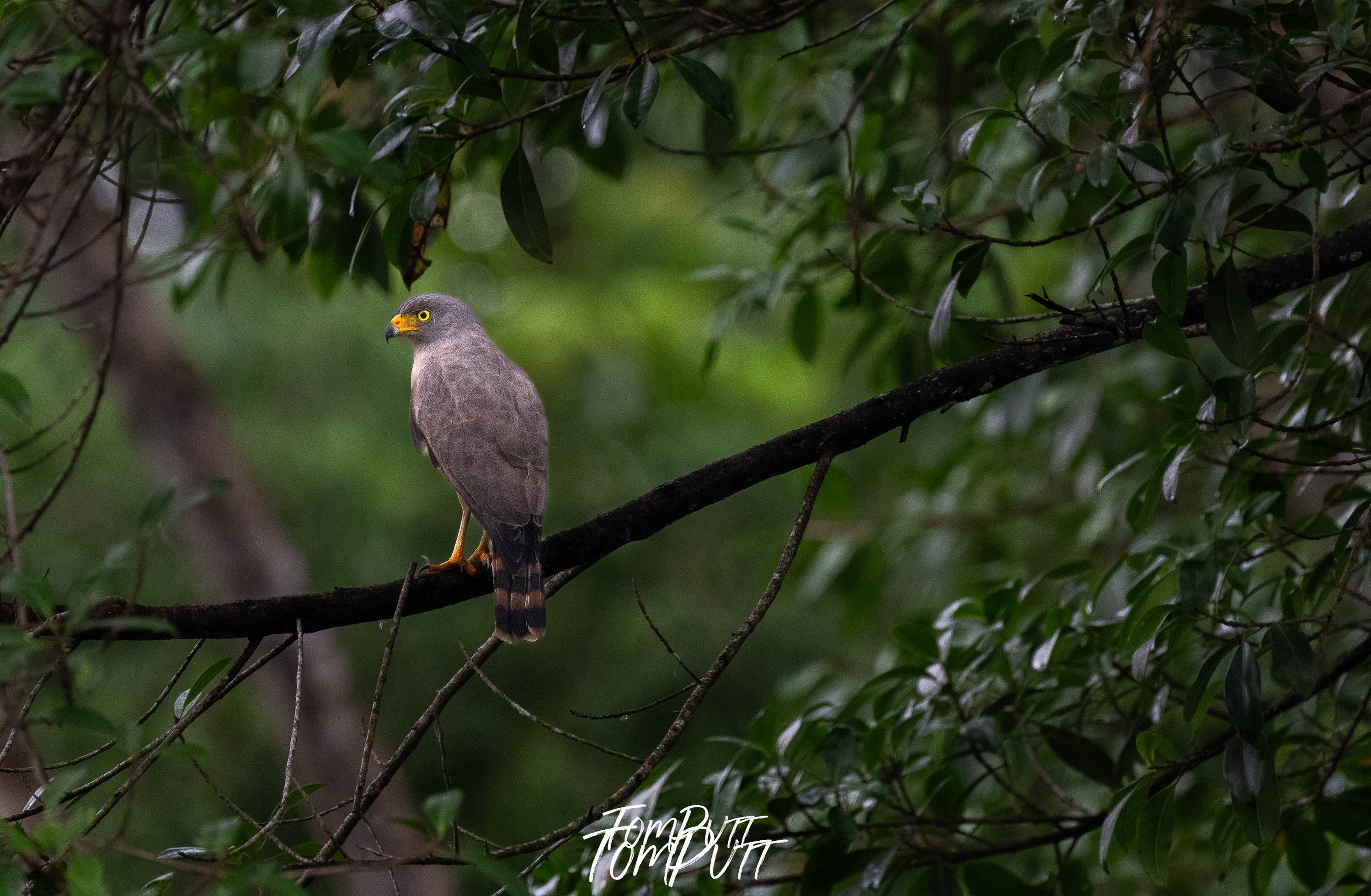 Roadside Hawk #2, Costa Rica