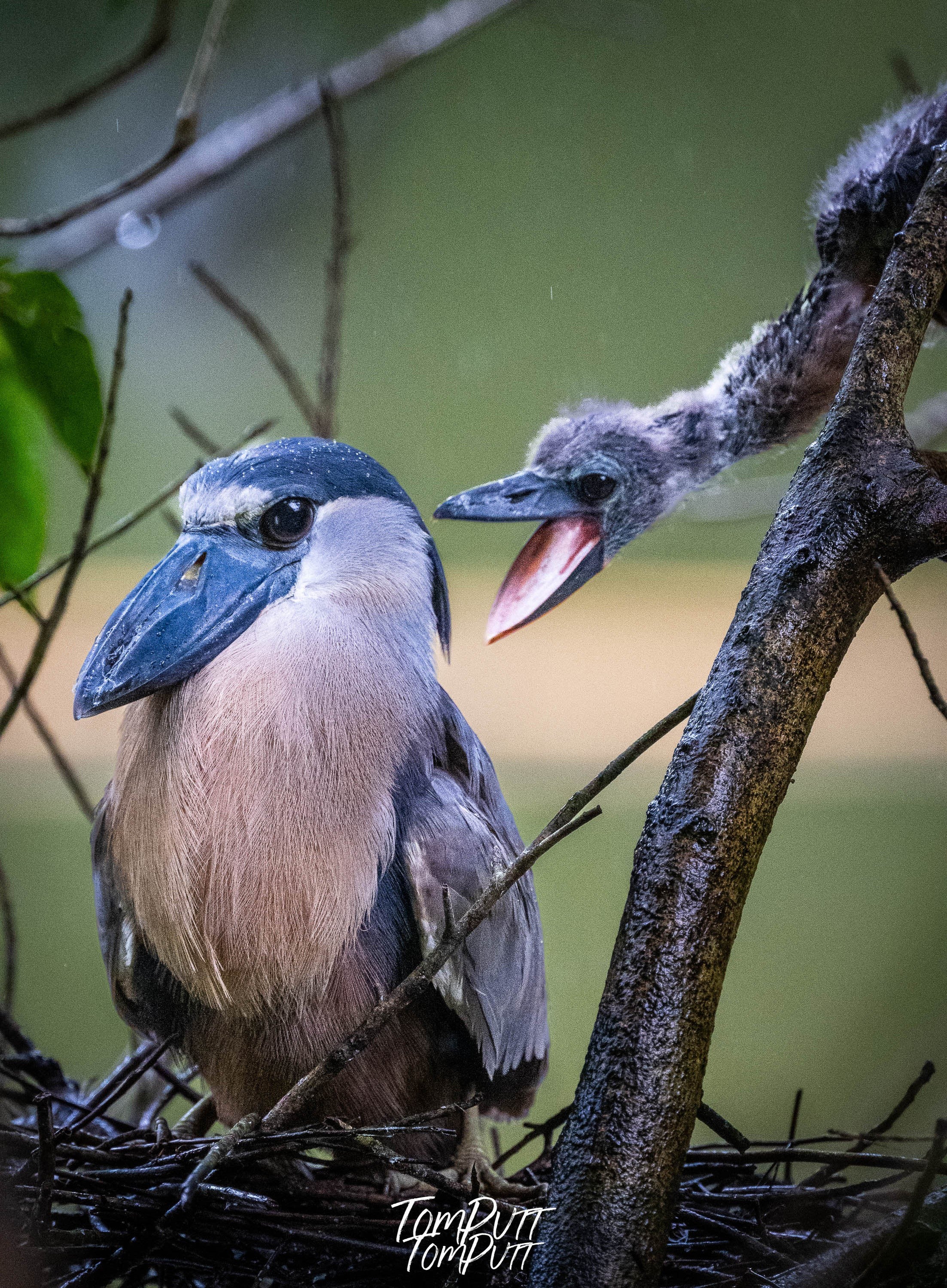 Boat-billed Heron with young, Costa Rica