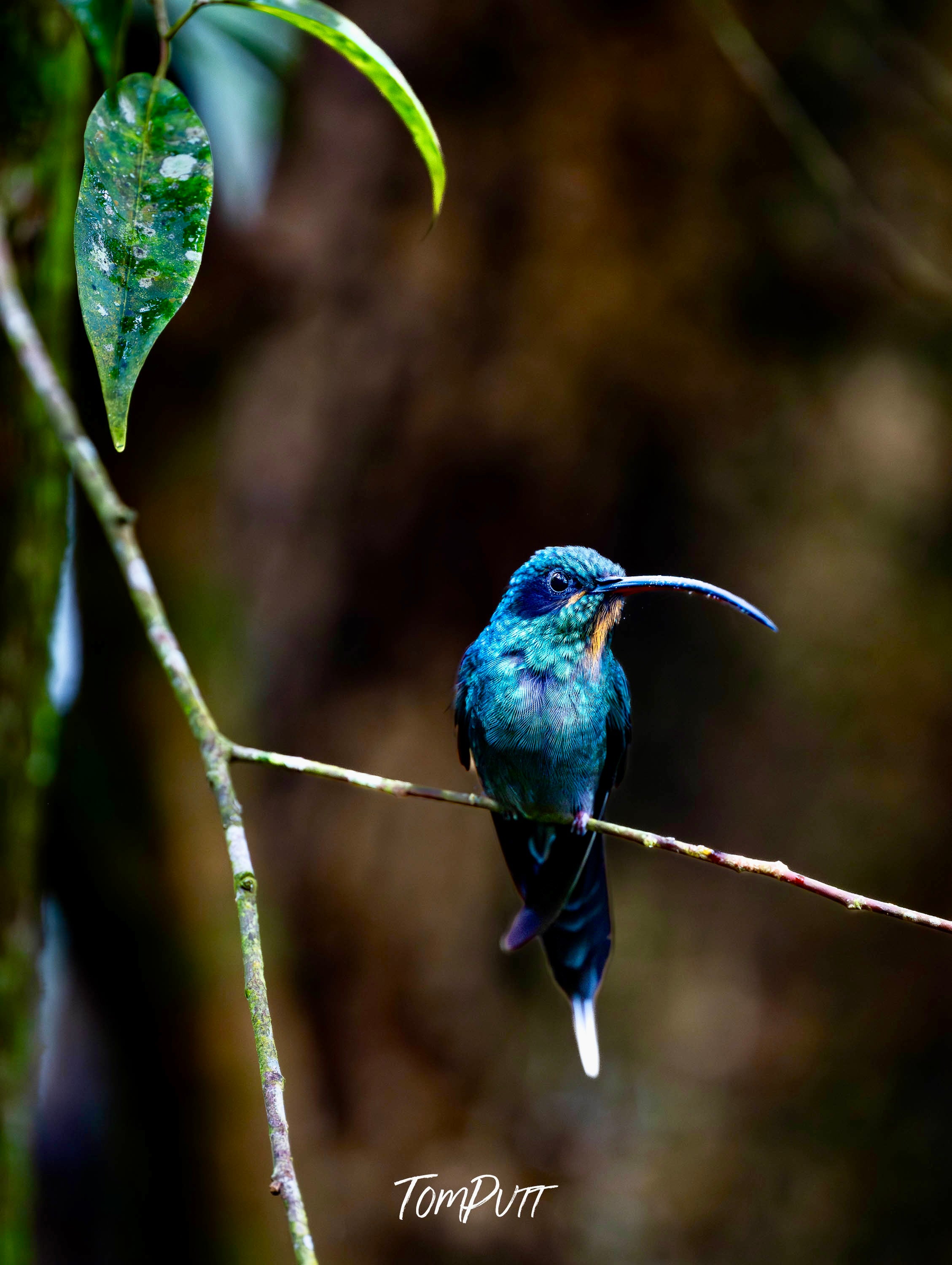 Green Hermit, Costa Rica