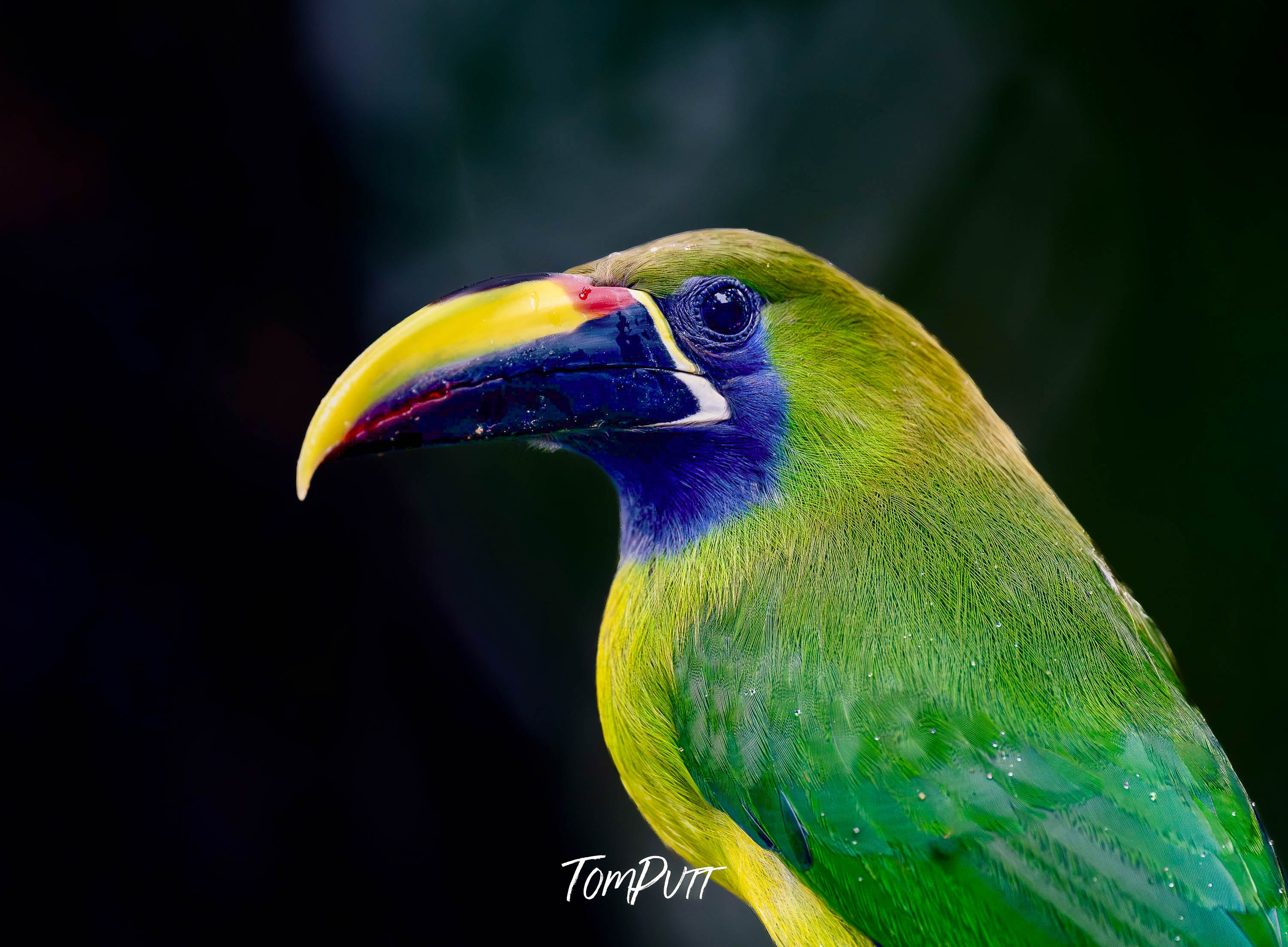 Emerald Toucanet, Costa Rica