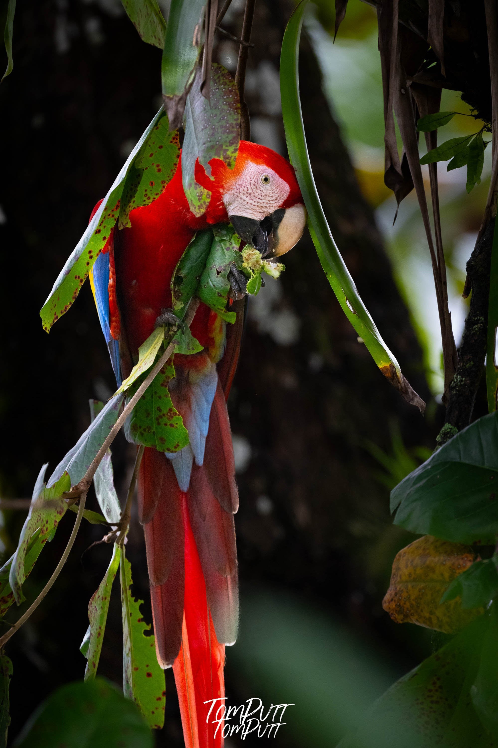 Scarlet Macaws #3, Costa Rica