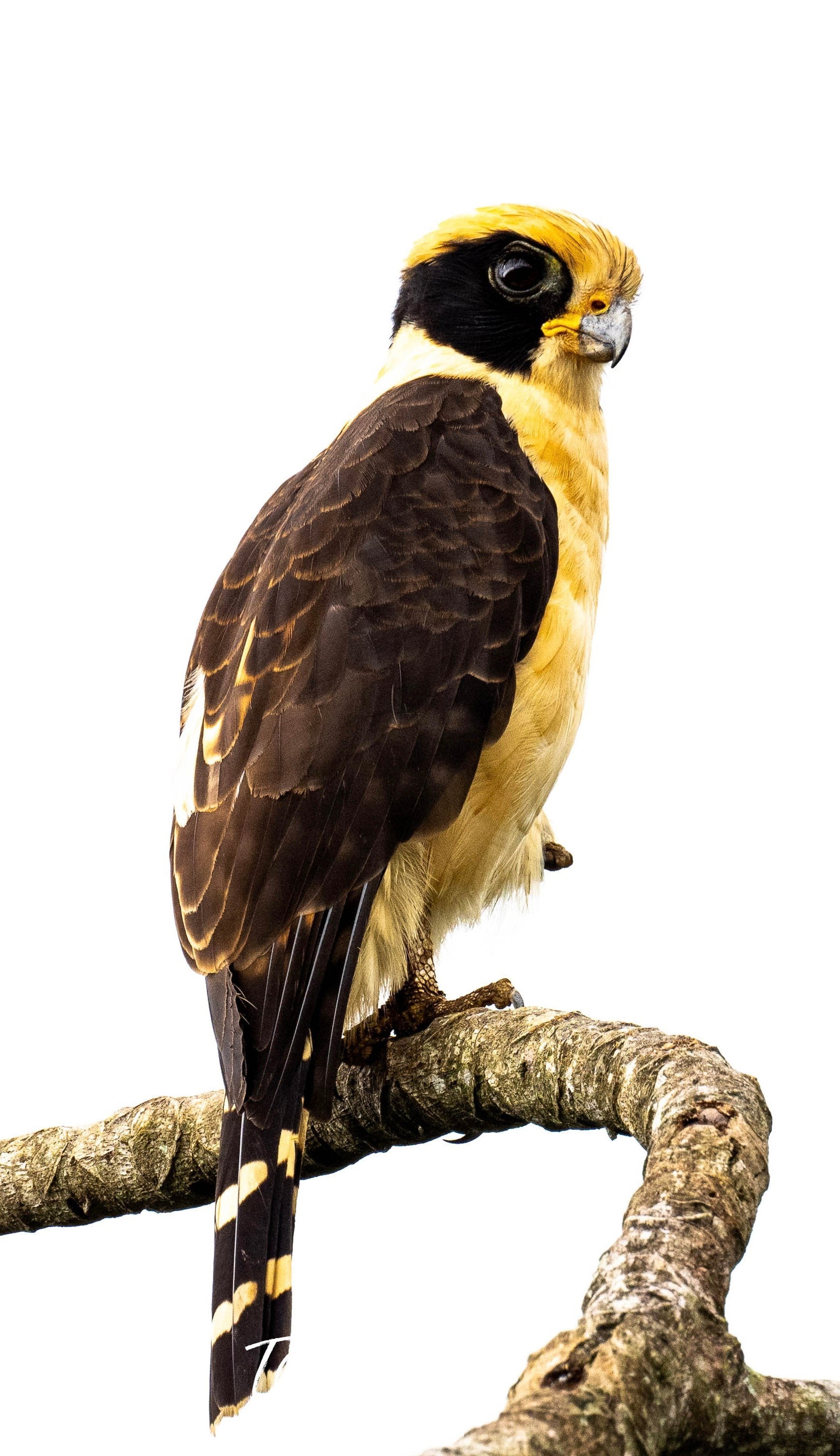 Laughing Falcon, Costa Rica