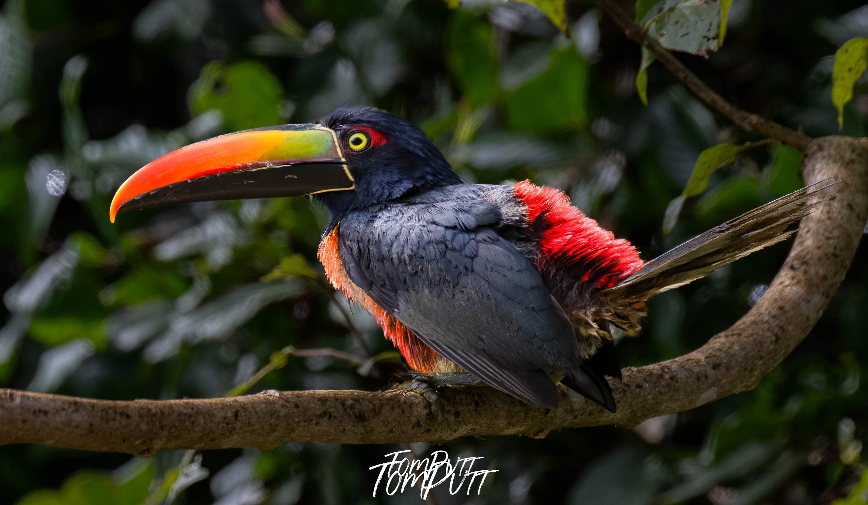 Fiery-billed Aracari, Costa Rica