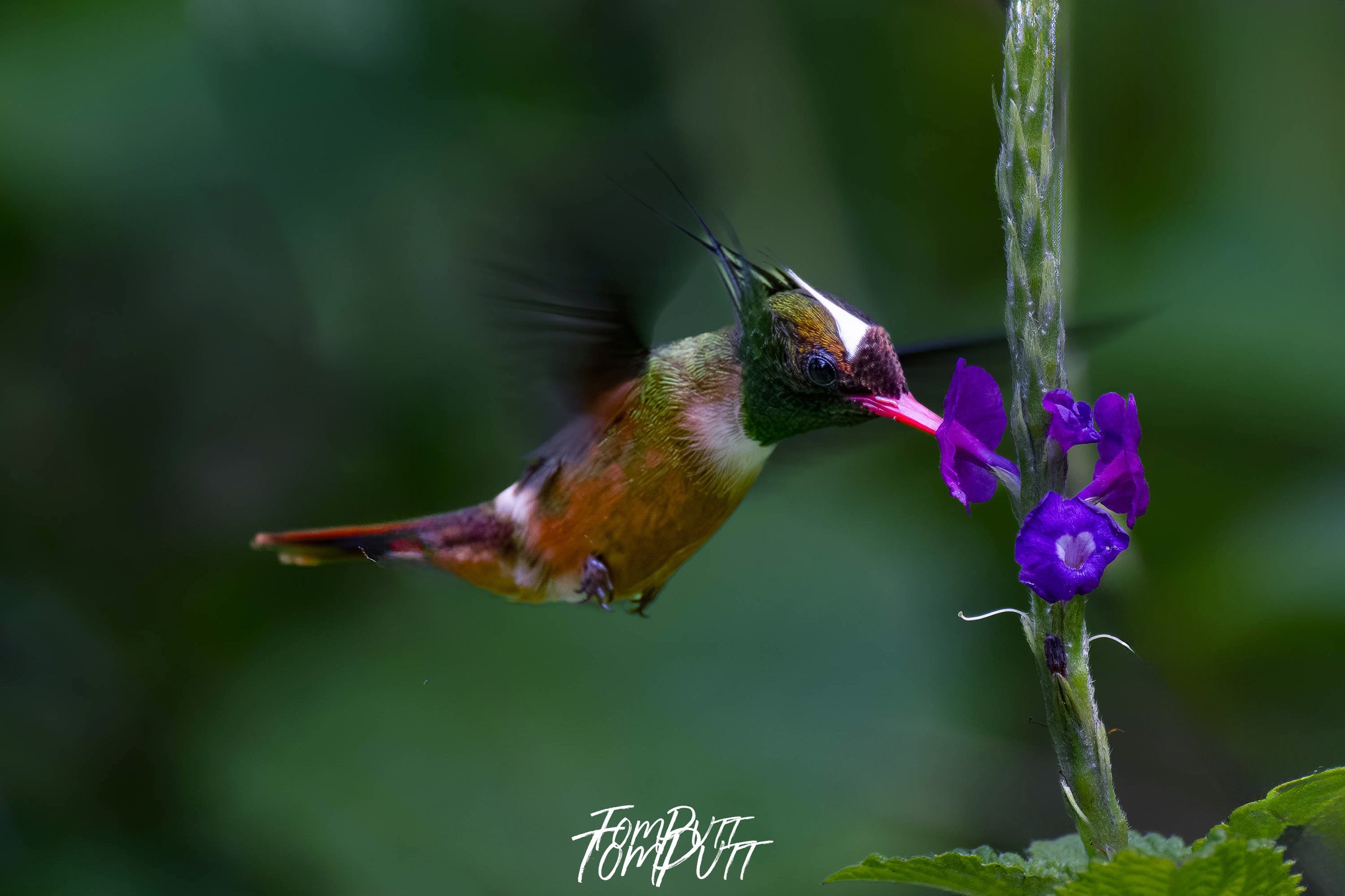 White-crested Coquette, Costa Rica