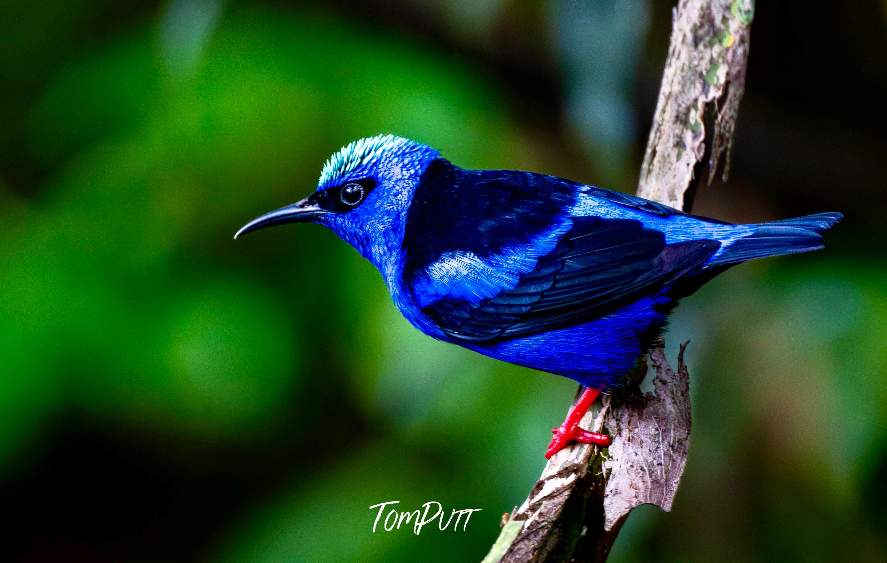 Red-legged Honeycreeper, Costa Rica