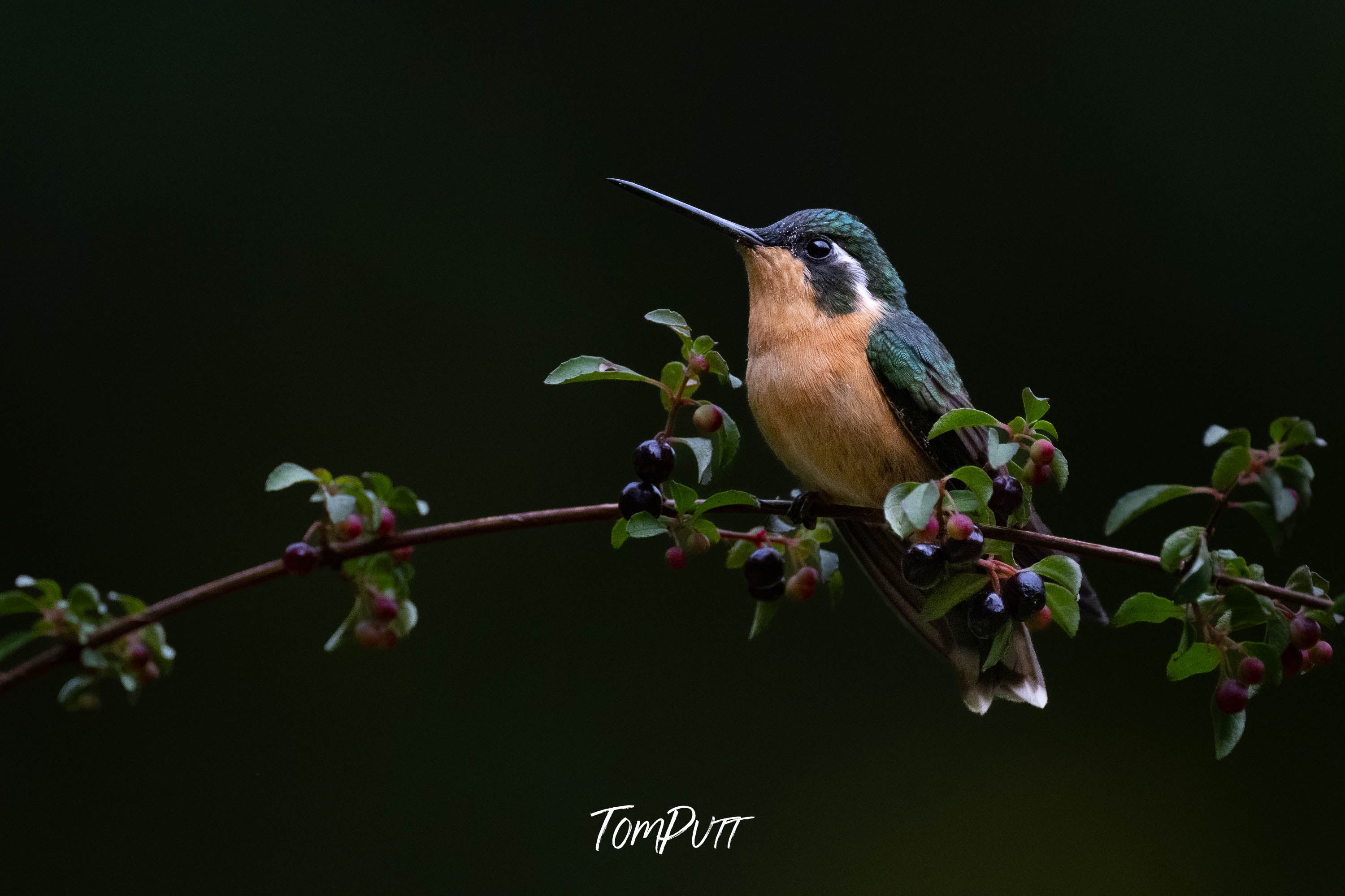 Purple-throated Mountain-gem (female), Costa Rica