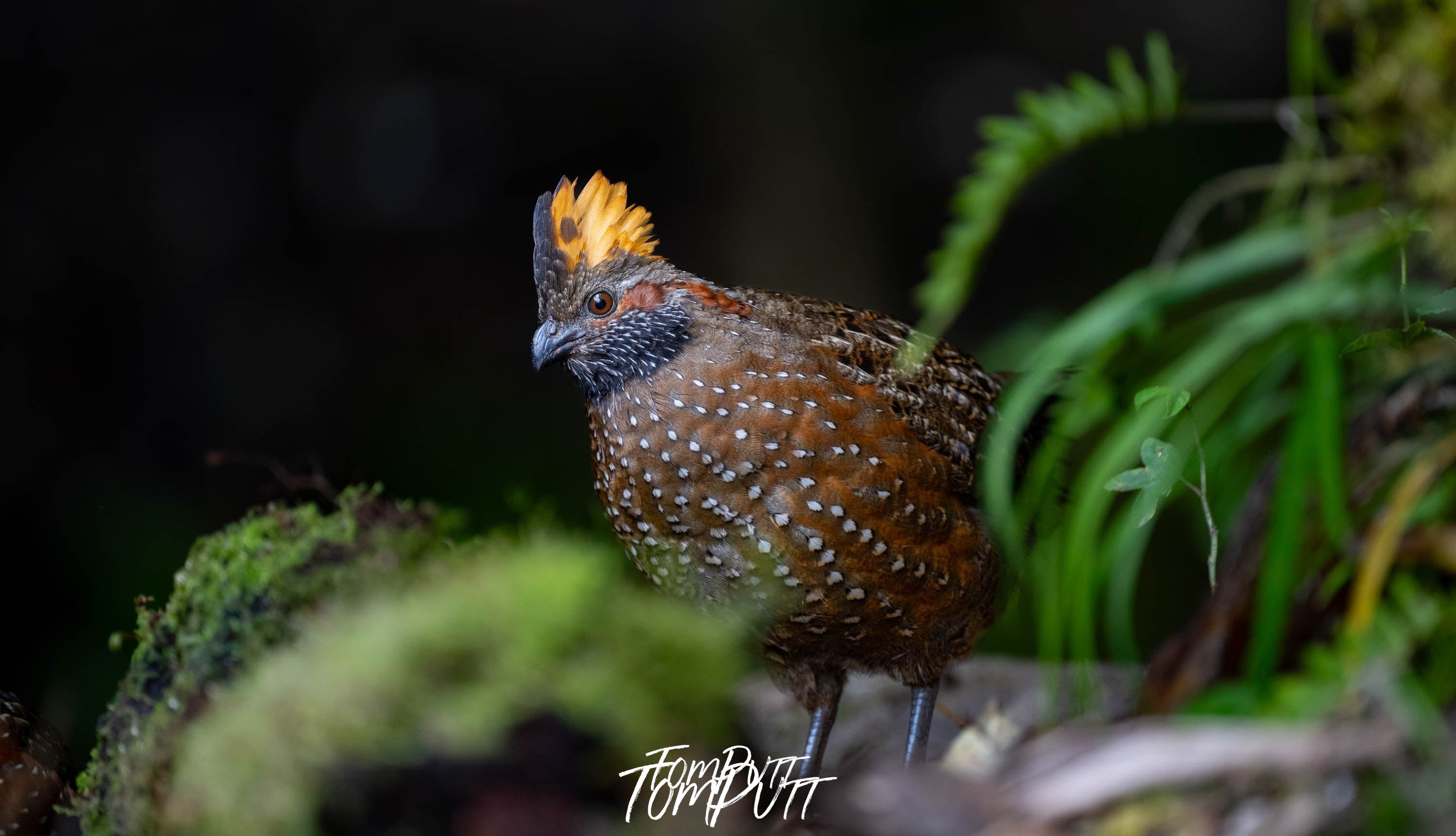 Spotted Wood-quail, Costa Rica