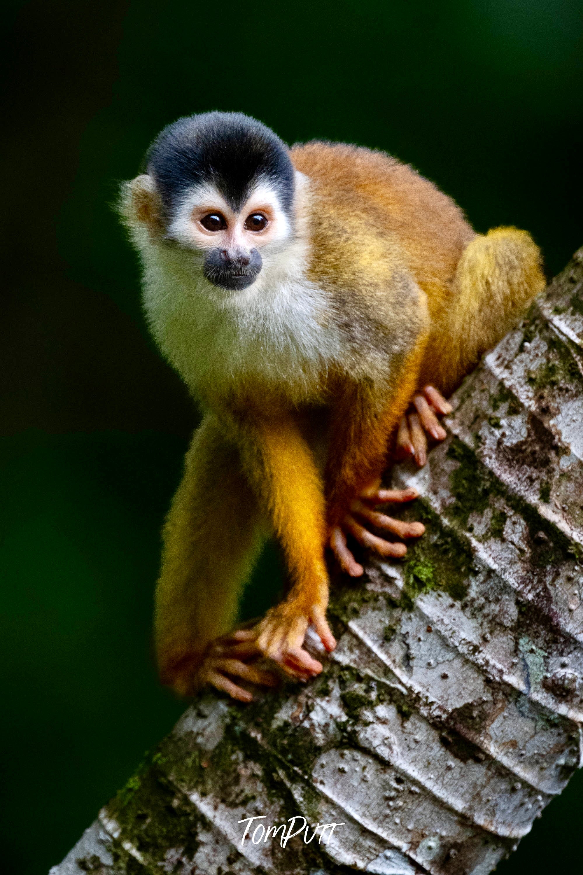 Squirrel Monkey, Costa Rica