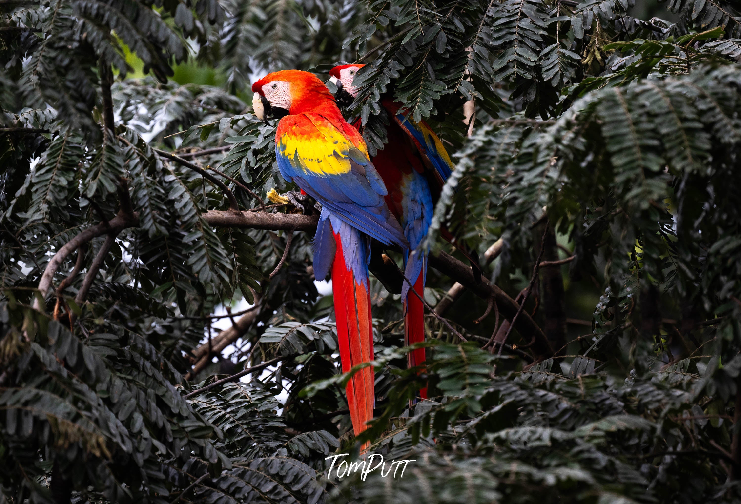 Scarlet Macaws, Costa Rica