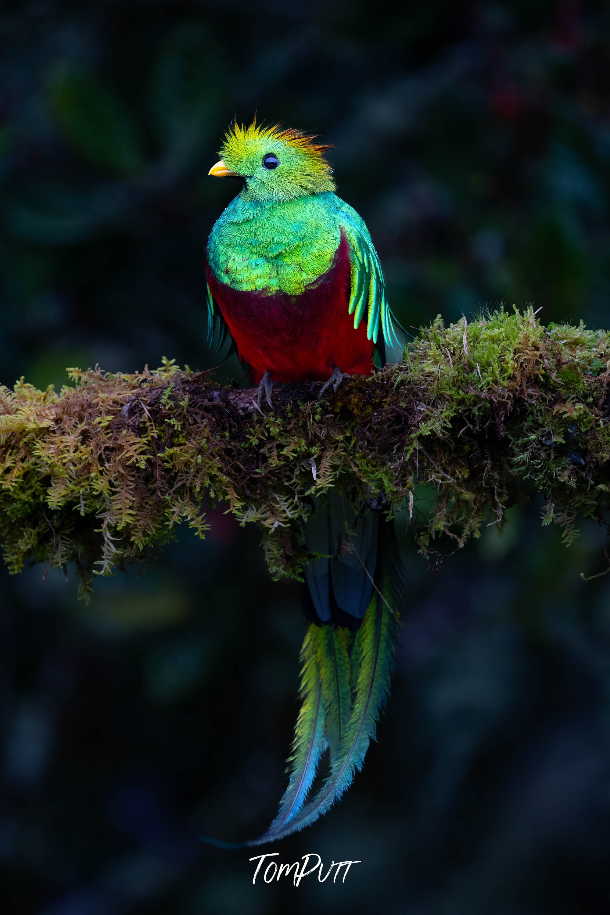 Resplendent Quetzal, Costa Rica