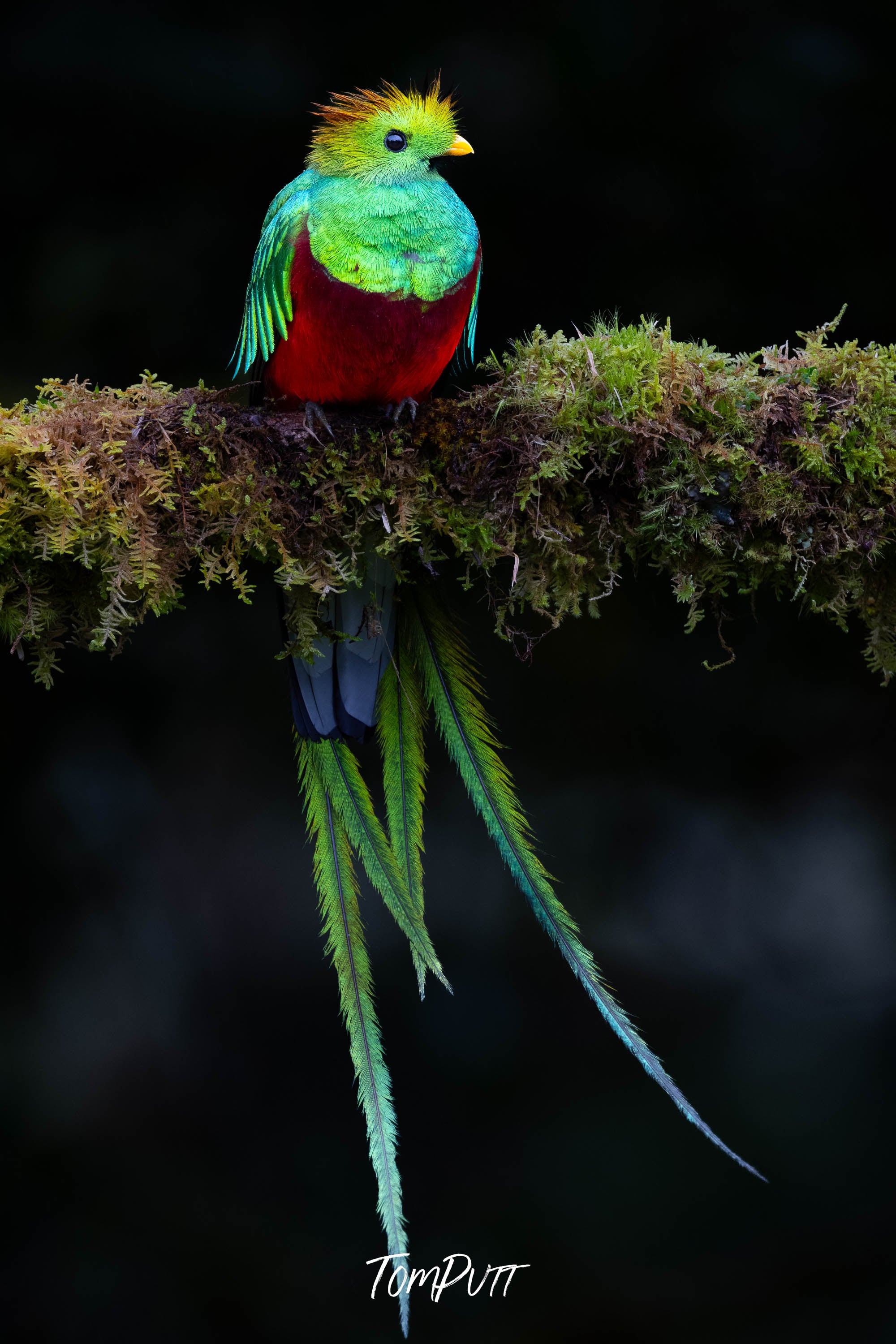 Resplendent Quetzal #2, Costa Rica