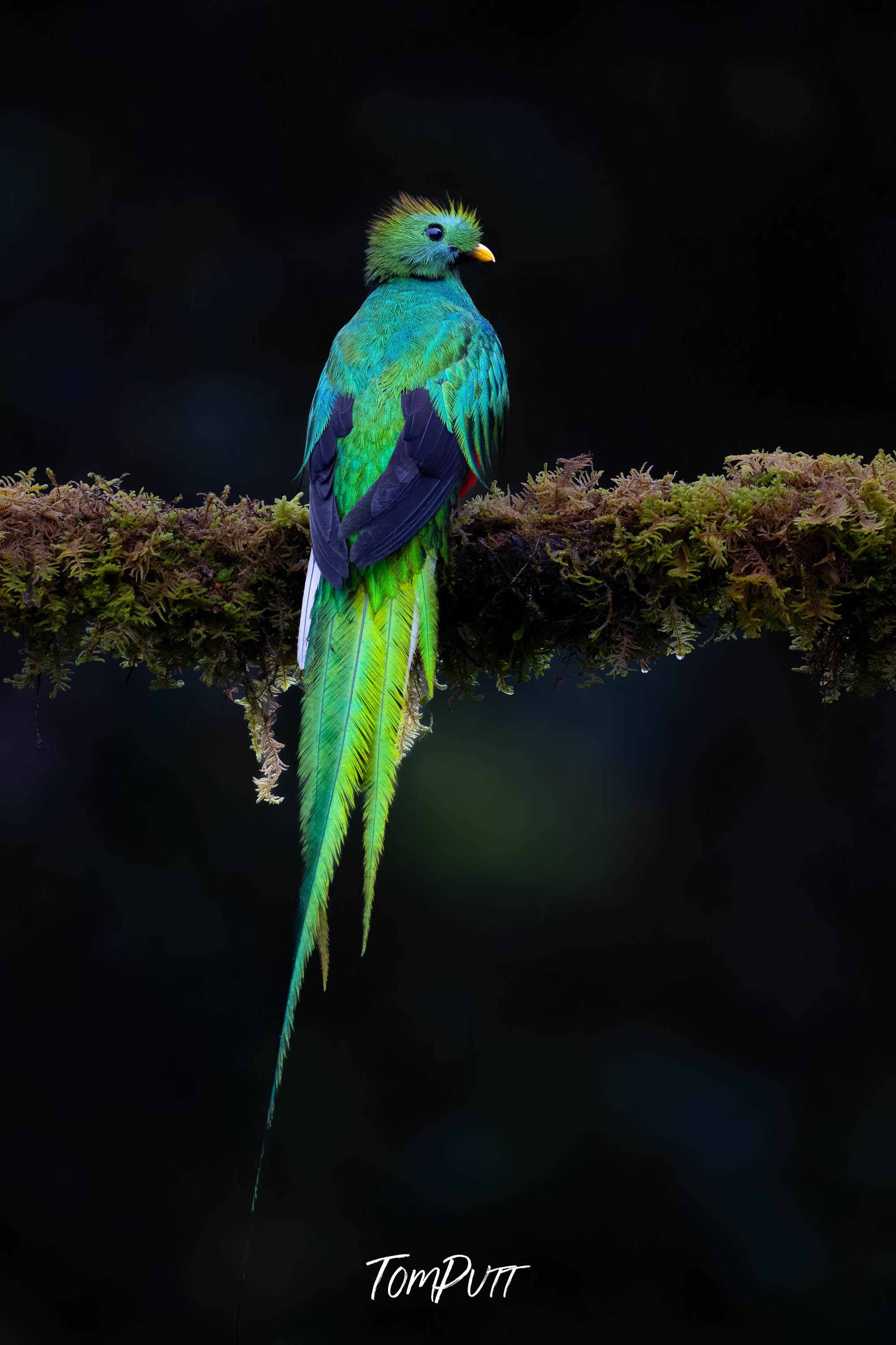 Resplendent Quetzal #3, Costa Rica