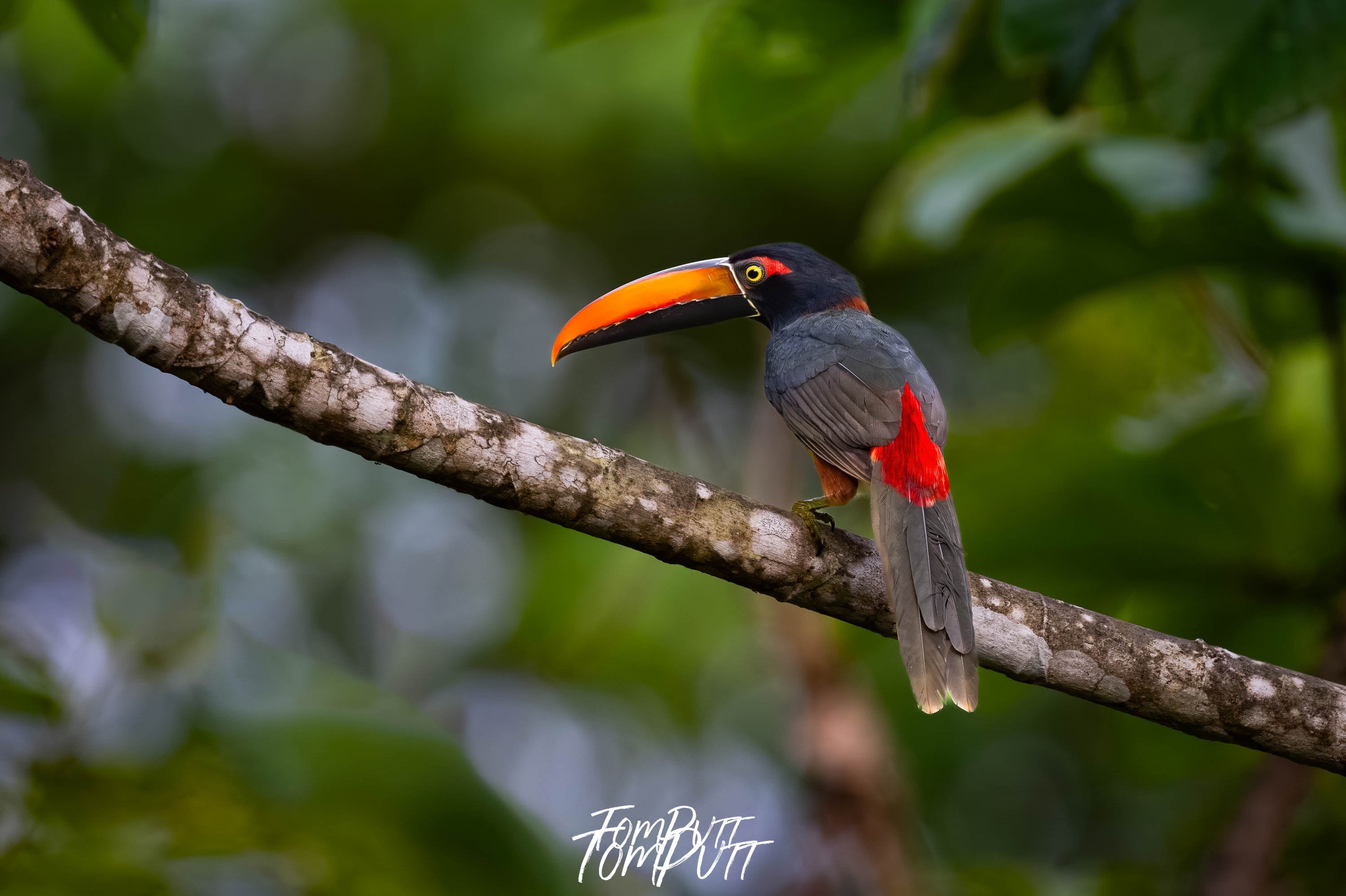 Fiery-billed Aracari #2, Costa Rica