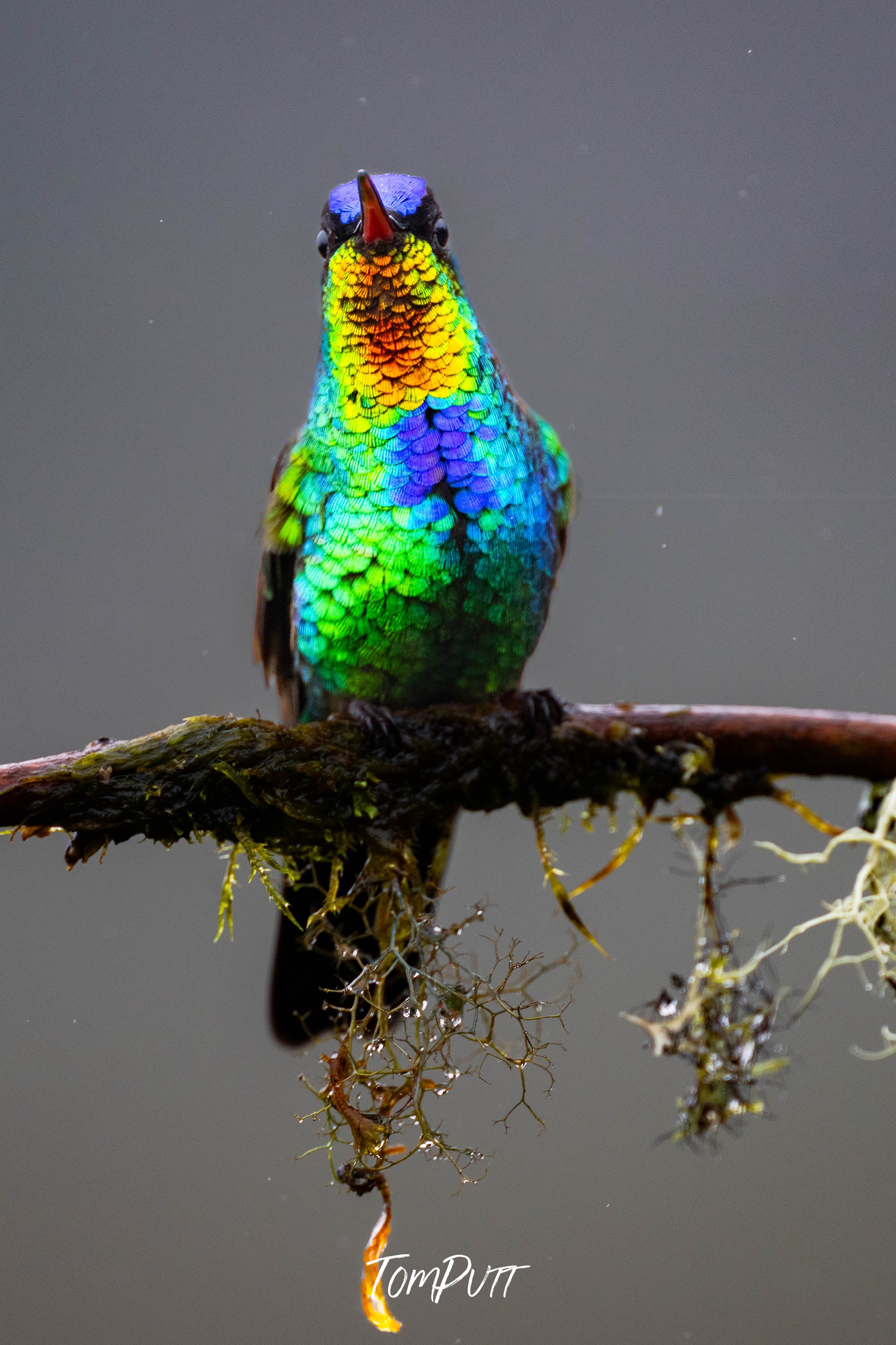 Fiery-throated Hummingbird #2, Costa Rica