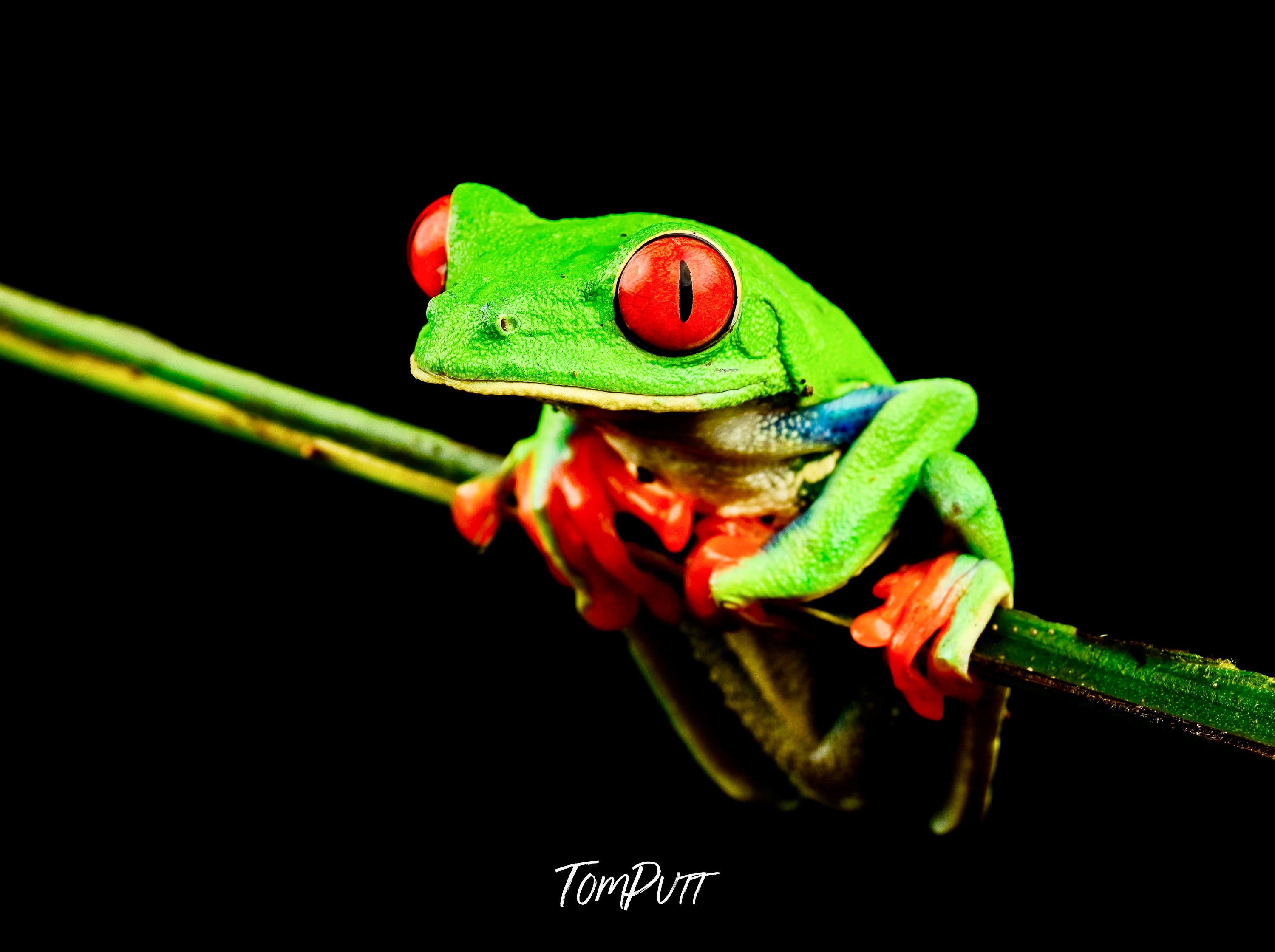 Red-eyed Tree Frog #3, Costa Rica