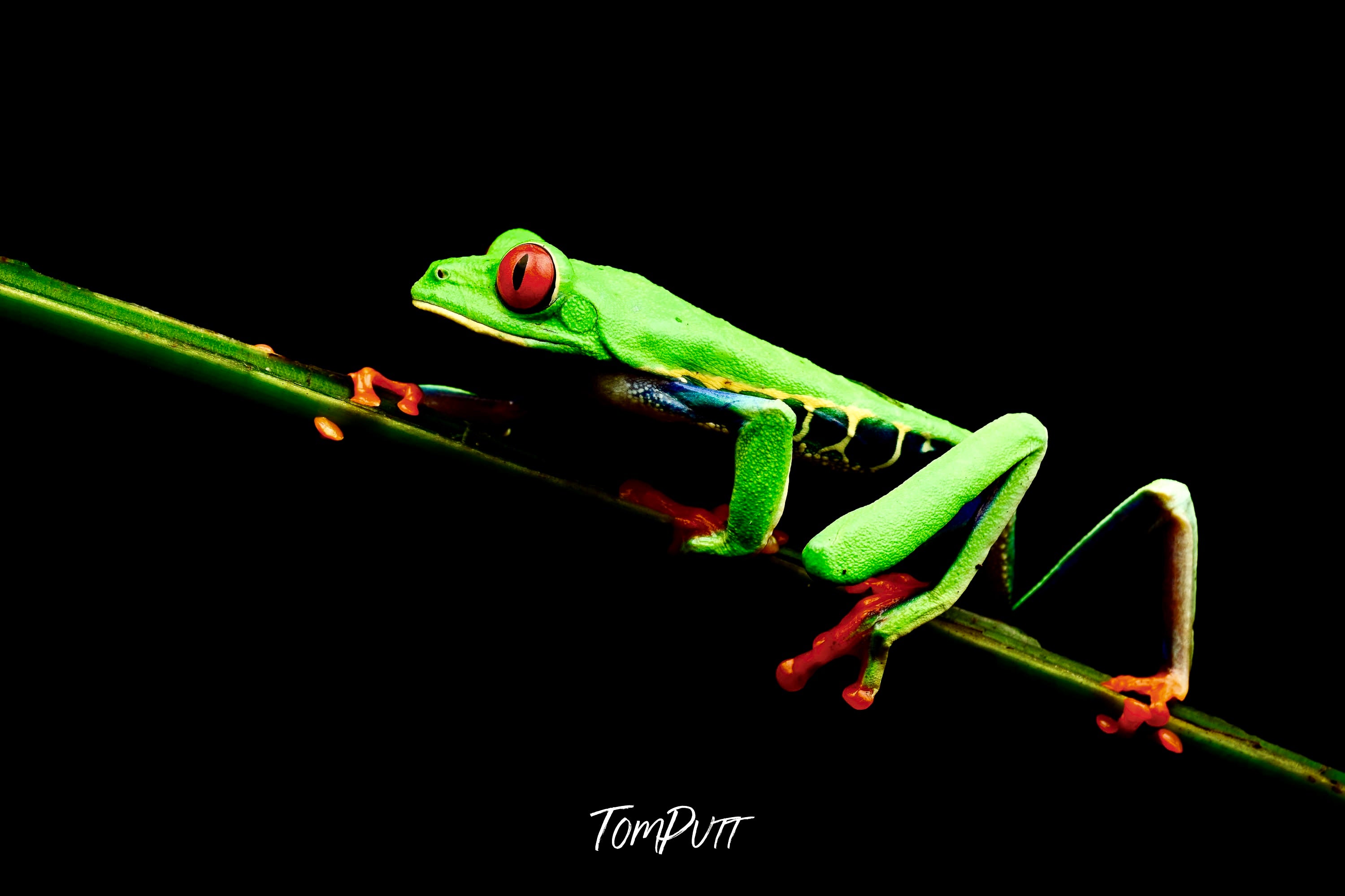 Red-eyed Tree Frog #4, Costa Rica