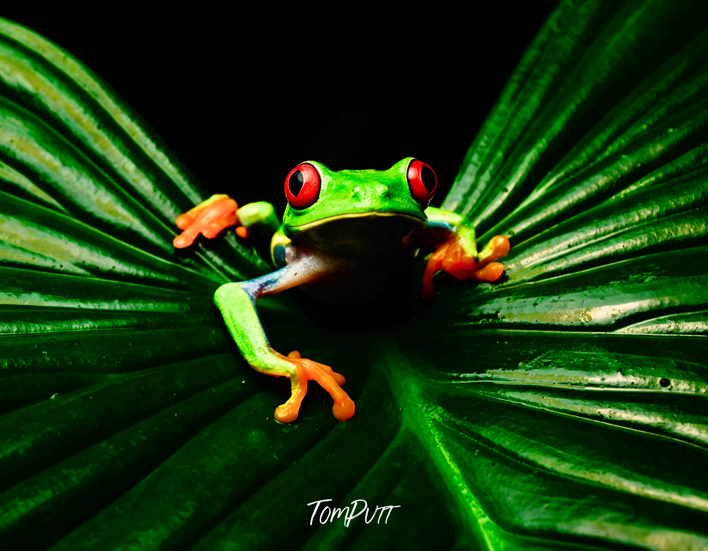 Red-eyed Tree Frog #5, Costa Rica