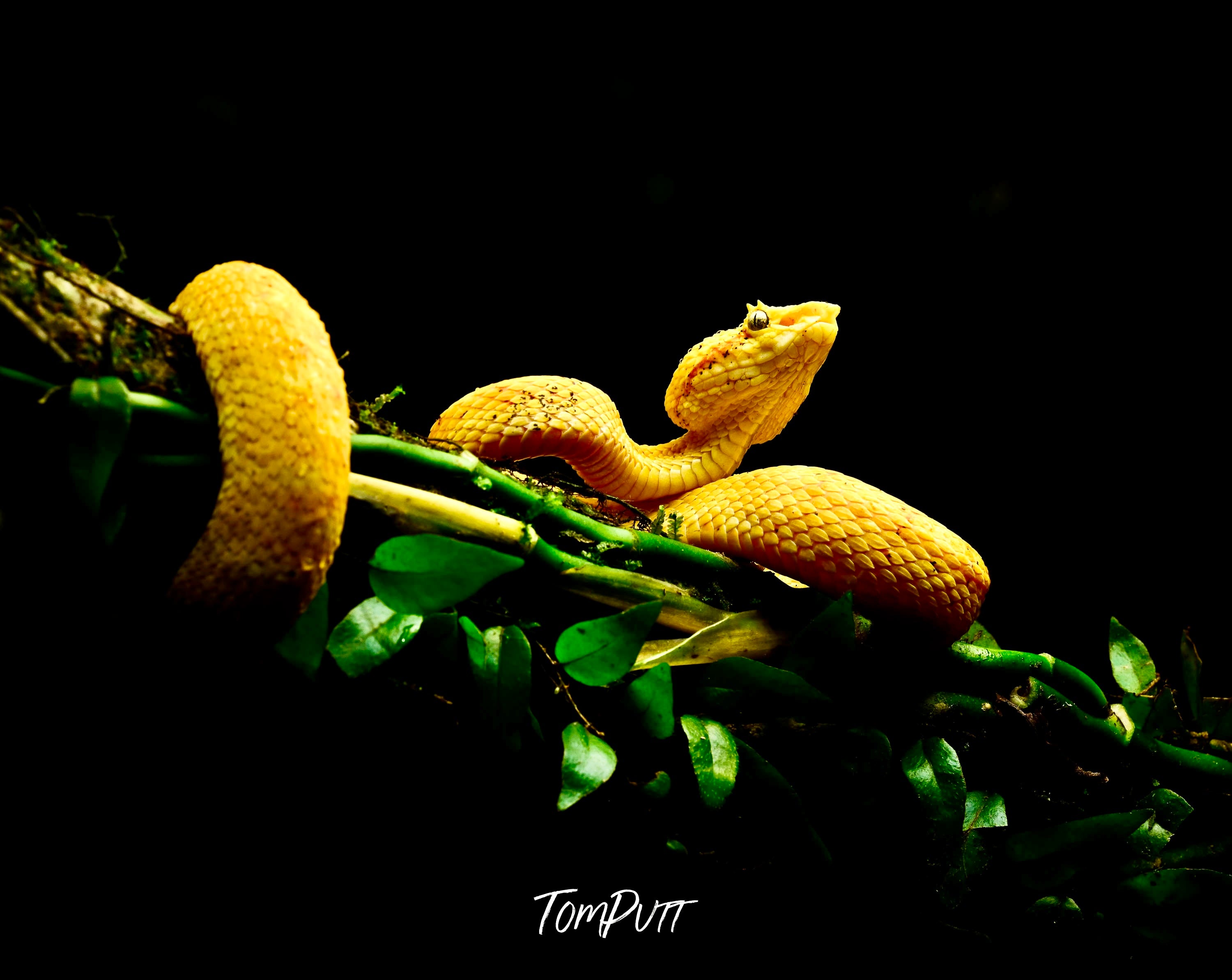 Eyelash Viper, Costa Rica