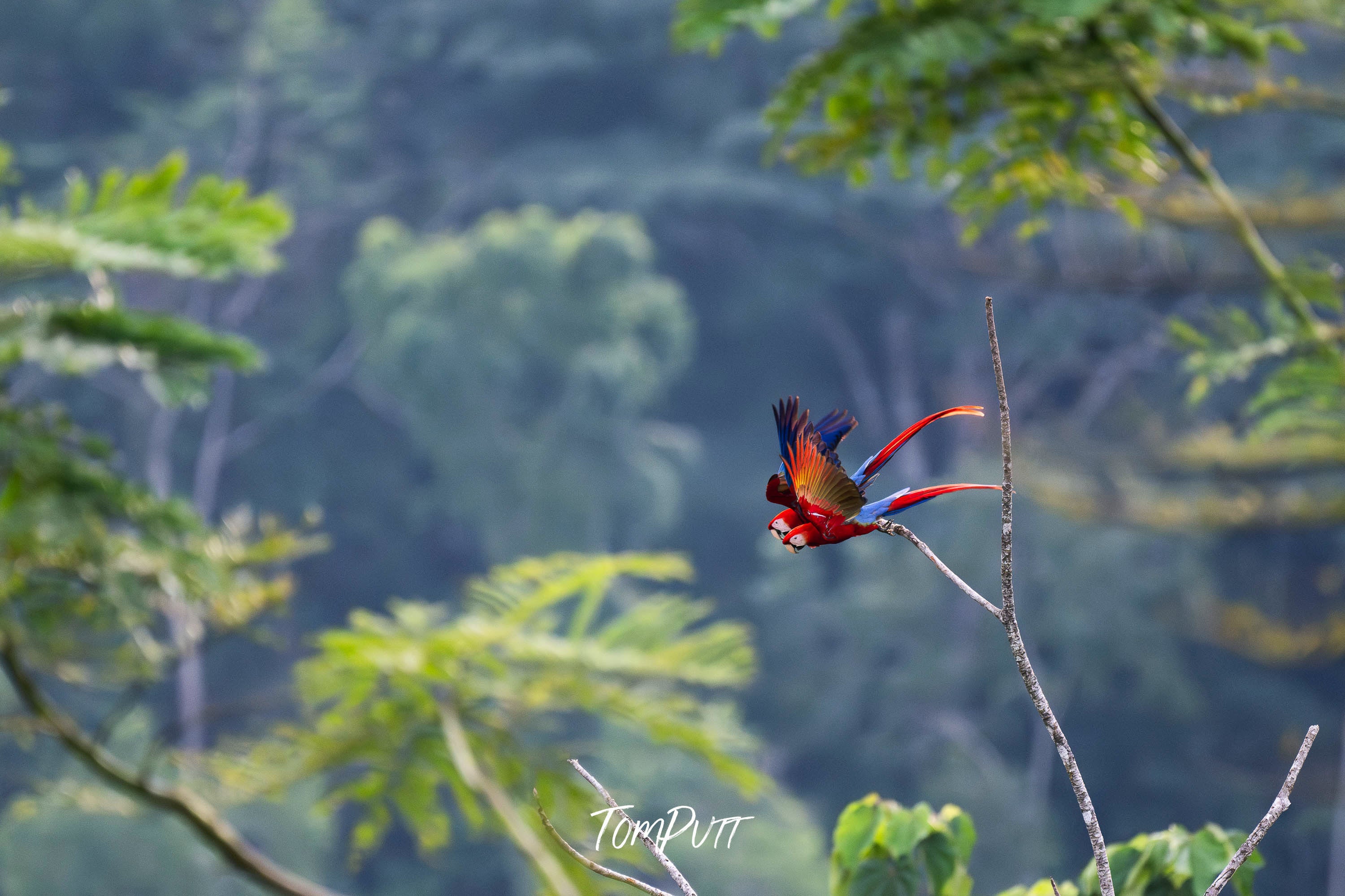 Scarlet Macaws in flight, Costa Rica