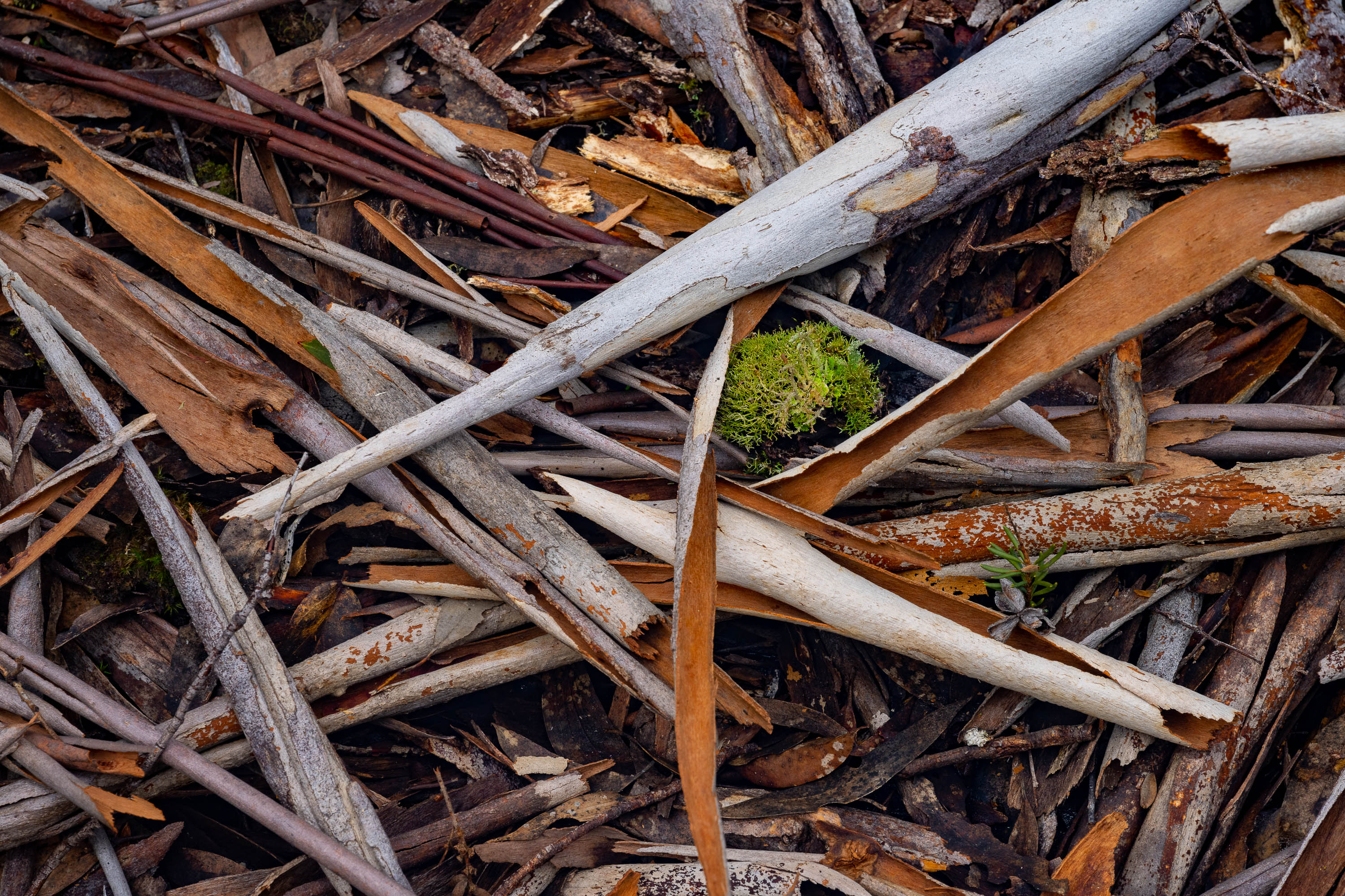 Leaf Litter detail, The Overland Track, Tasmania