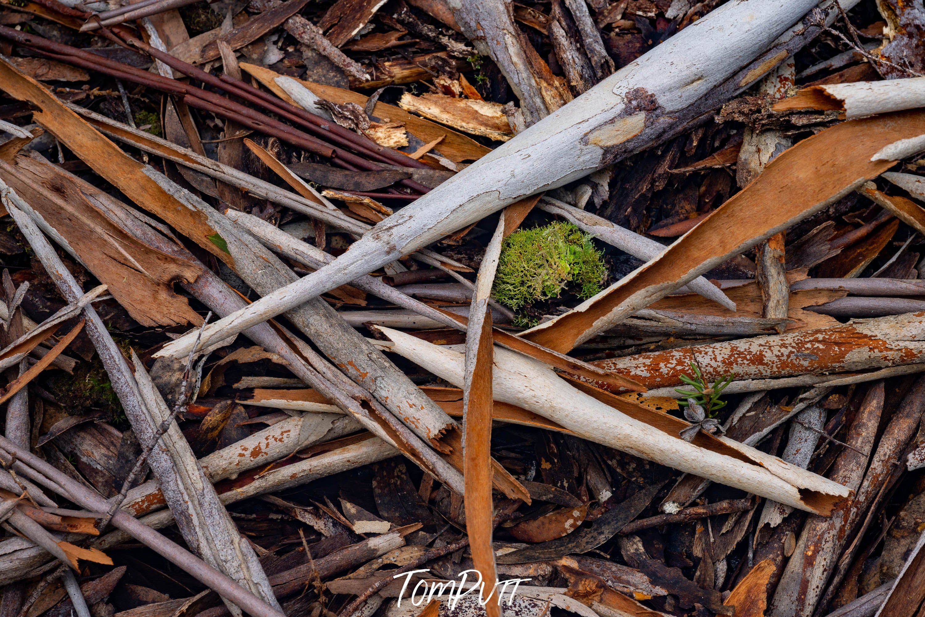 Leaf Litter detail, The Overland Track, Tasmania