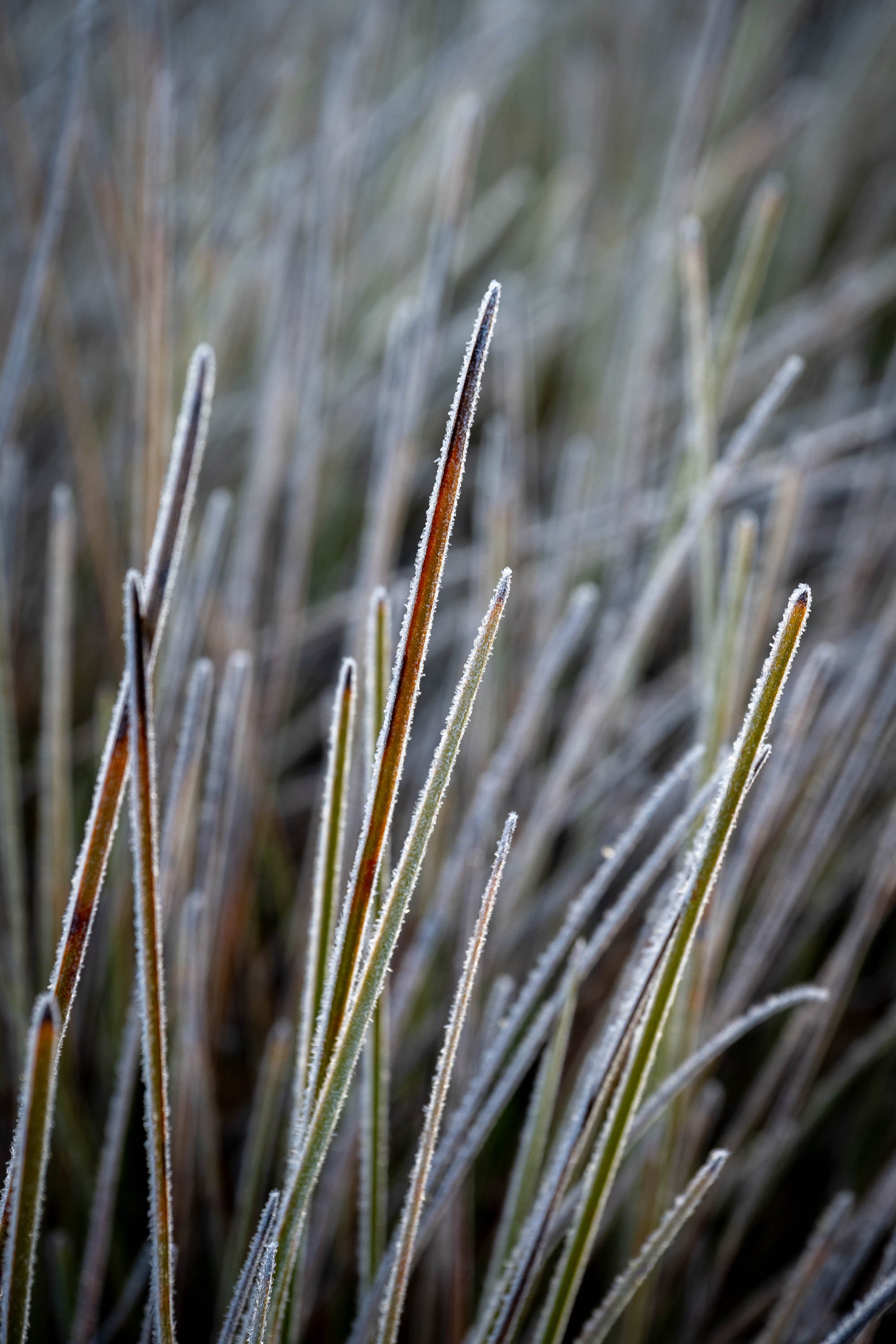 Frosted Buttongrass detail, Cradle Mountain, Tasmania