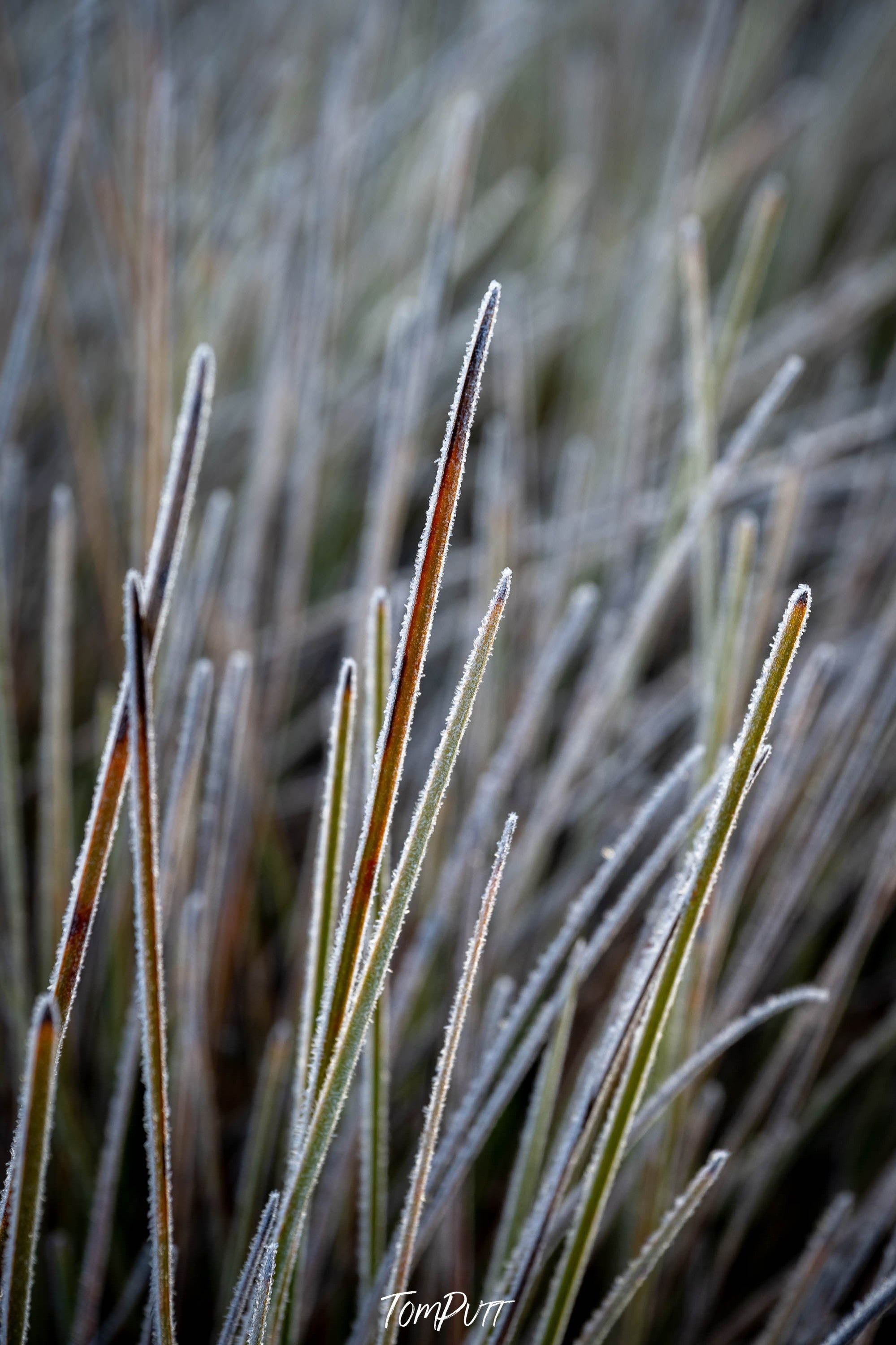 Frosted Buttongrass detail, Cradle Mountain, Tasmania